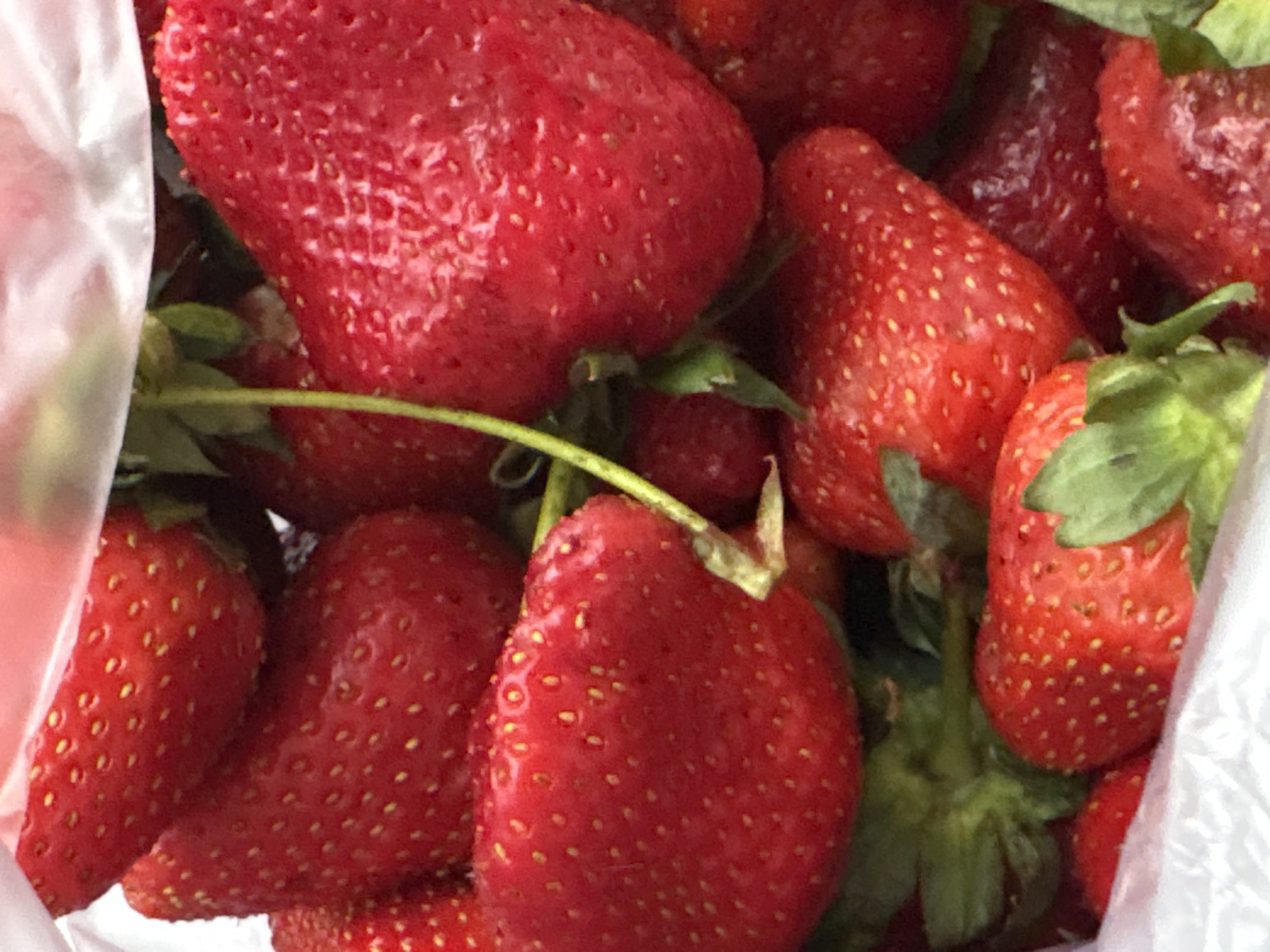 This close-up image presents a vibrant collection of fresh, ripe strawberries. The frame is largely filled with the bright red fruit, showcasing their characteristic conical shape and the speckled texture of their seeds (achenes) on the surface. Numerous strawberries are visible, overlapping and clustered together, suggesting a generous quantity.
Several green stems and calyxes are interspersed among the berries, indicating their freshness and recent harvesting. Parts of a translucent white plastic bag are visible on the left and right edges of the frame, hinting that the strawberries are either contained within it or are being held in it, perhaps after being purchased or picked.
There are no people or specific activities depicted. The lighting appears natural, highlighting the rich red hues of the fruit. No discernible time of day, weather conditions, or textual elements are present within the image itself. While the location context is provided as Saint Petersburg, Russia, there are no visual cues within the photograph to explicitly indicate this geographical setting. The overall impression is one of natural abundance and freshness.