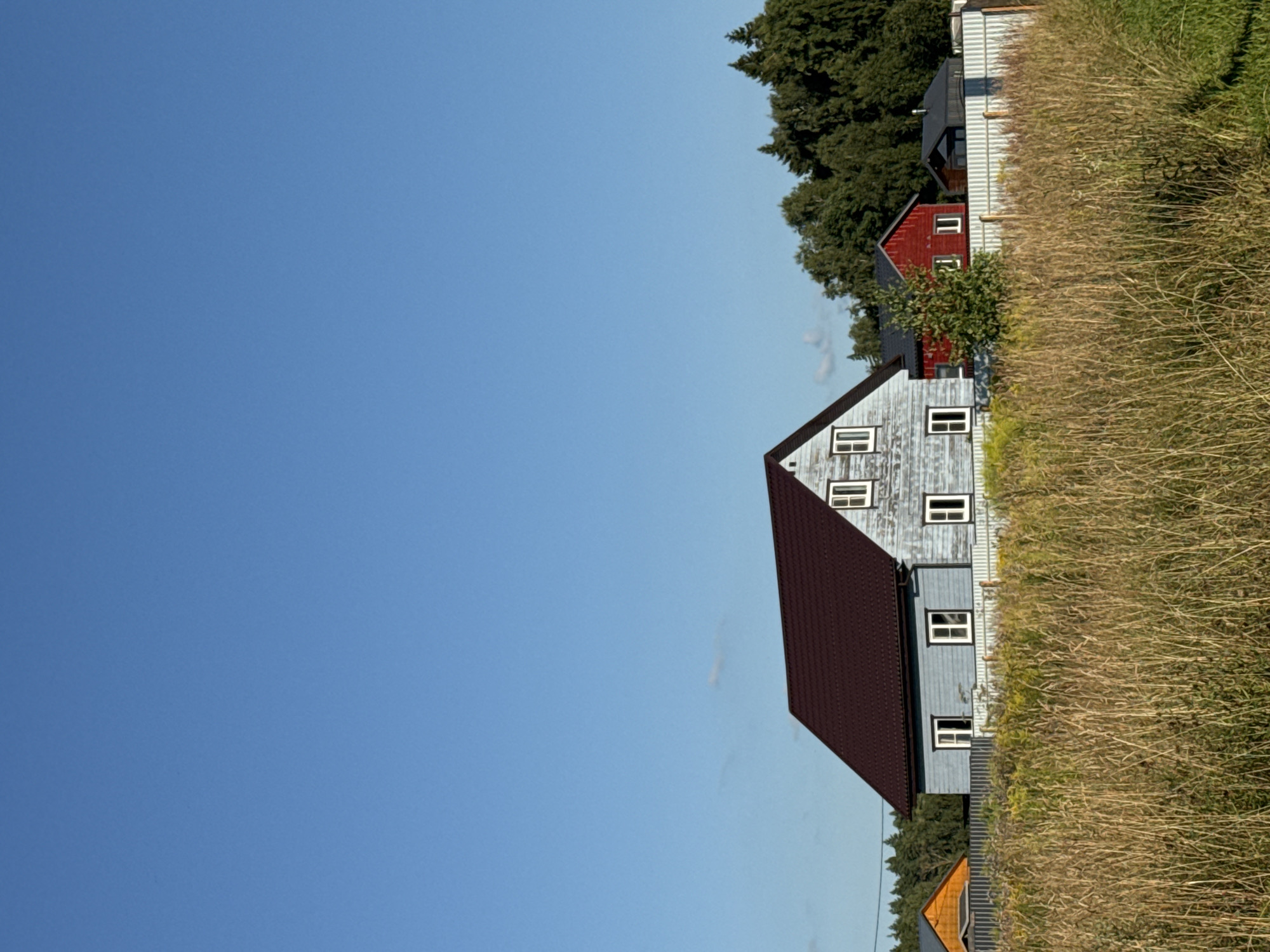 The image depicts a rural landscape under a clear blue sky. In the foreground, tall, dry grass with some green weeds fills the lower half of the frame. Behind the grass, a white metal fence runs horizontally. Several houses are visible beyond the fence. The largest house is a two-story structure with a dark red roof and pale blue siding, featuring several white-framed windows. To the left of this house is a smaller, single-story building with an orange roof. To the right of the blue house, a bright red, smaller building is present. Further to the right, a dark-colored, modern-looking structure with a sloped roof and windows is partially visible. A line of dense green trees forms the background, extending across the horizon. The scene appears to be a residential area in a dacha settlement, likely in a rural or semi-rural setting.