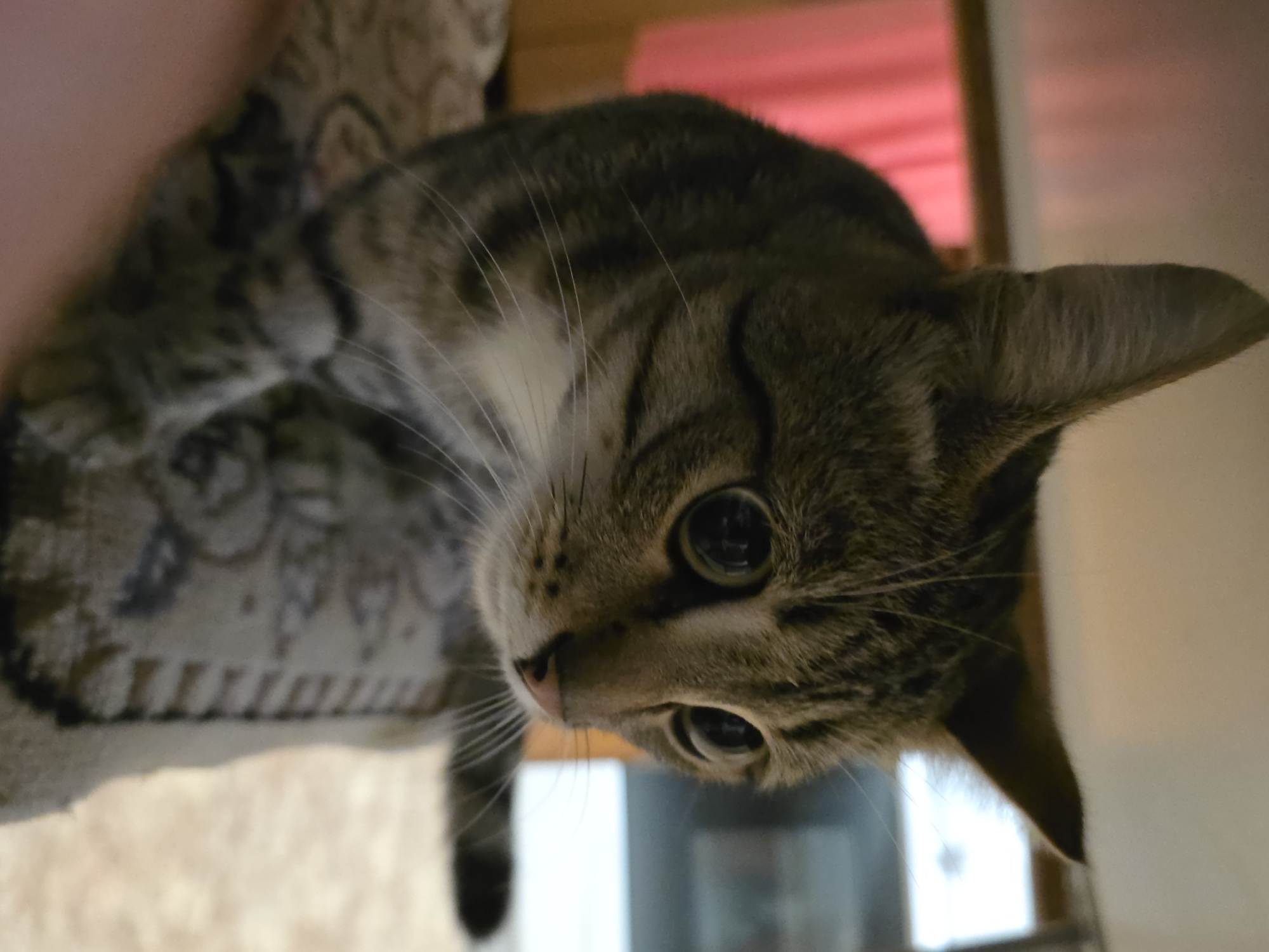 A close-up, medium shot captures a domestic tabby cat with wide, dark eyes looking to the right of the frame. The cat has grey and black stripes on its fur and white markings on its chest and around its muzzle. Its ears are pointed upwards. The cat appears to be perched on a textured surface, possibly a patterned blanket or upholstery. In the background, a pink curtain is visible on the left, and a blurry indoor environment with some light sources can be seen on the right. The lighting suggests an indoor setting, possibly a home. The image's composition and focus are centered on the cat's face, highlighting its alert expression. The location in Qarabalıq, Kazakhstan, is not visually discernible from the image content itself.