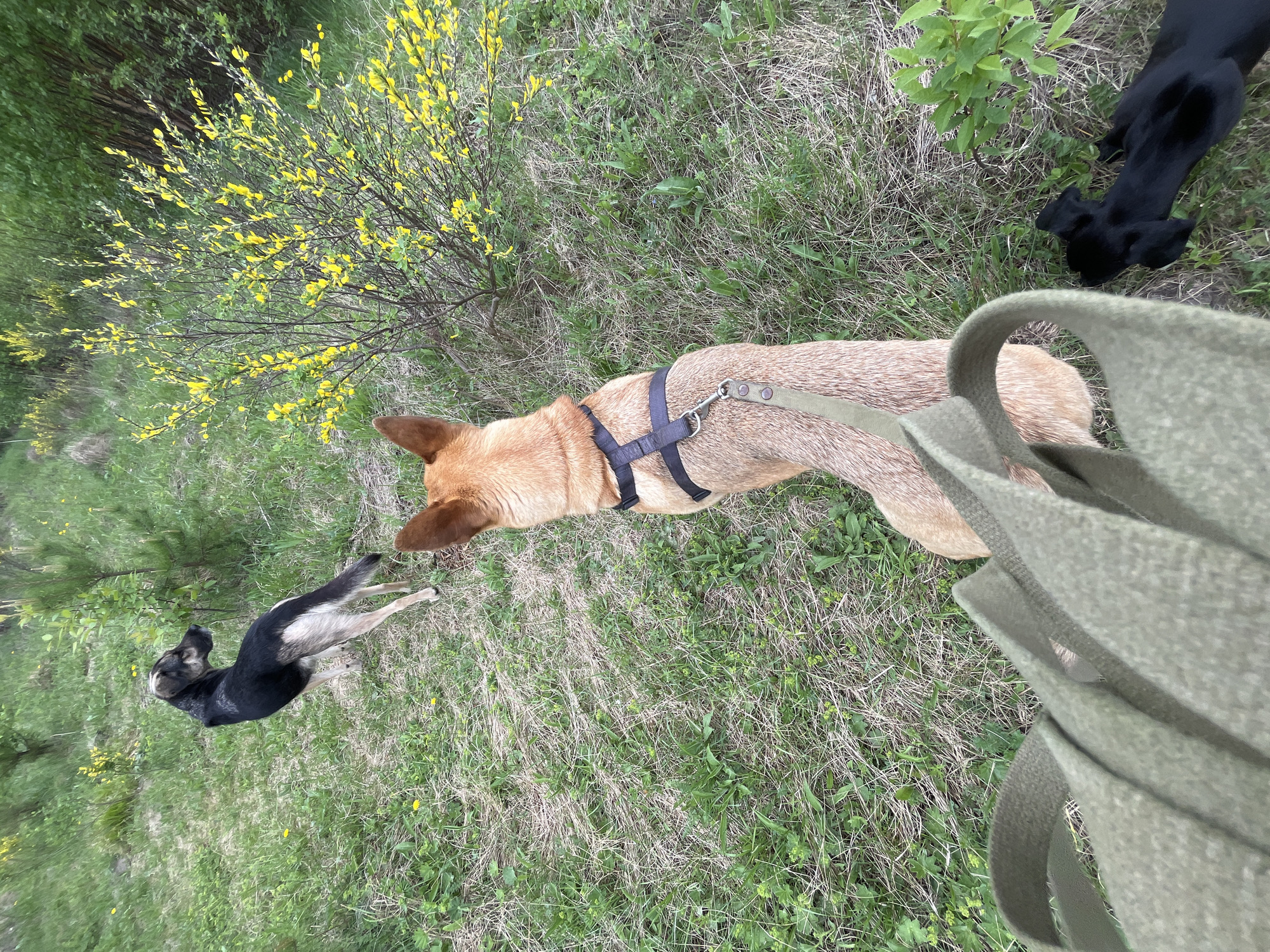 The image shows a view of three dogs in a grassy area with some scattered trees and yellow flowering bushes. One dog is light brown with a black harness and leash extending towards the viewer. Another dog, black with gray markings, is lying on the grass further away to the left. A third black dog is partially visible in the upper right corner. The ground is covered in green grass and dead grass.
I cannot confirm the location in the city of Nizhny Tagil, Russia.