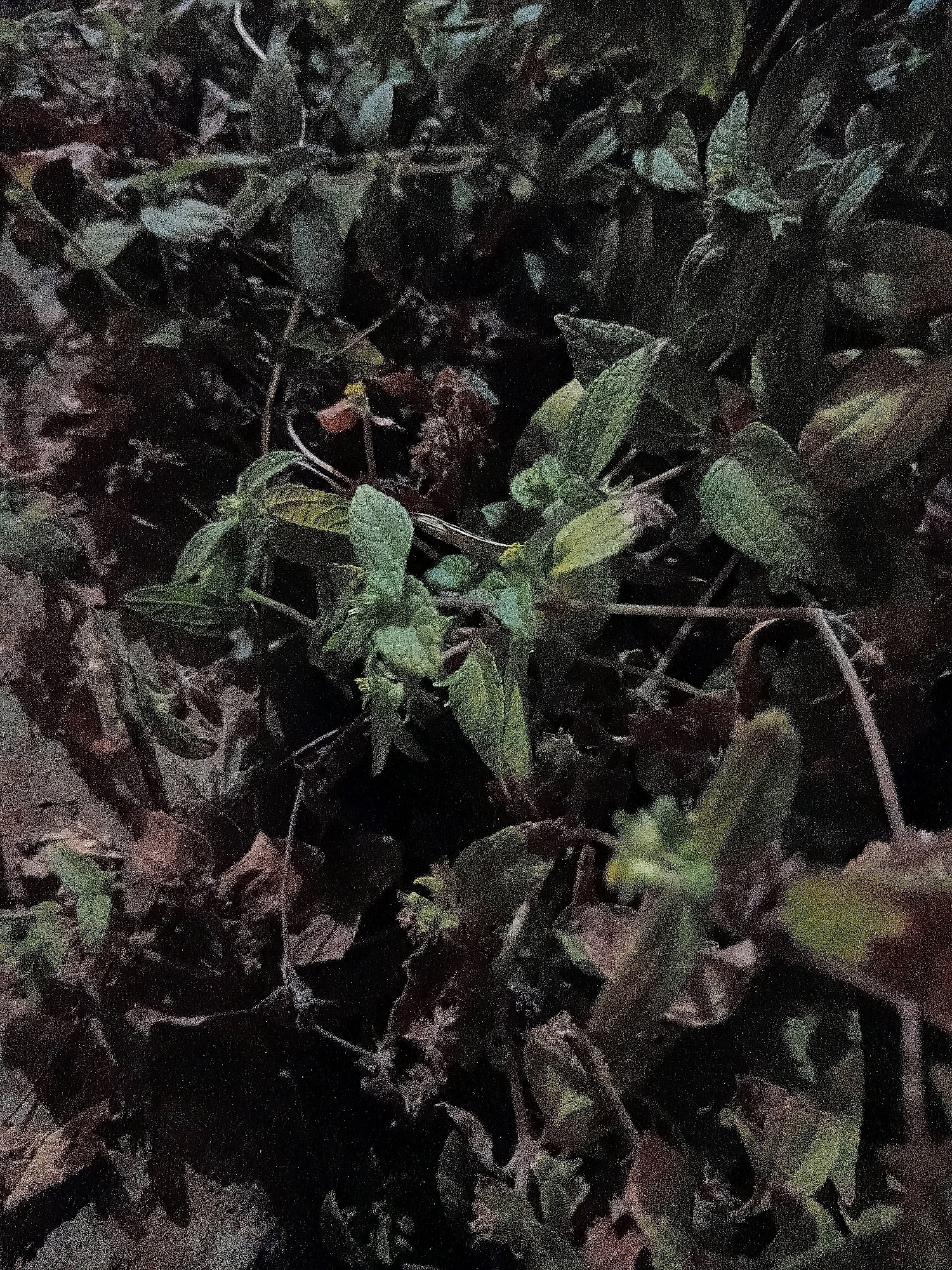 A close-up, dimly lit photograph shows a dense cluster of dark green and brown leaves and stems. The foliage appears somewhat dry and somewhat overhanging, with some of the leaves exhibiting a reddish-brown hue, suggesting they may be dying or dried. The overall impression is of a natural, outdoor environment, possibly a garden or undergrowth. No specific urban landmarks or features are discernible that would pinpoint a location within Cikal, Indonesia. The image is characterized by a grainy texture and low light, obscuring fine details.