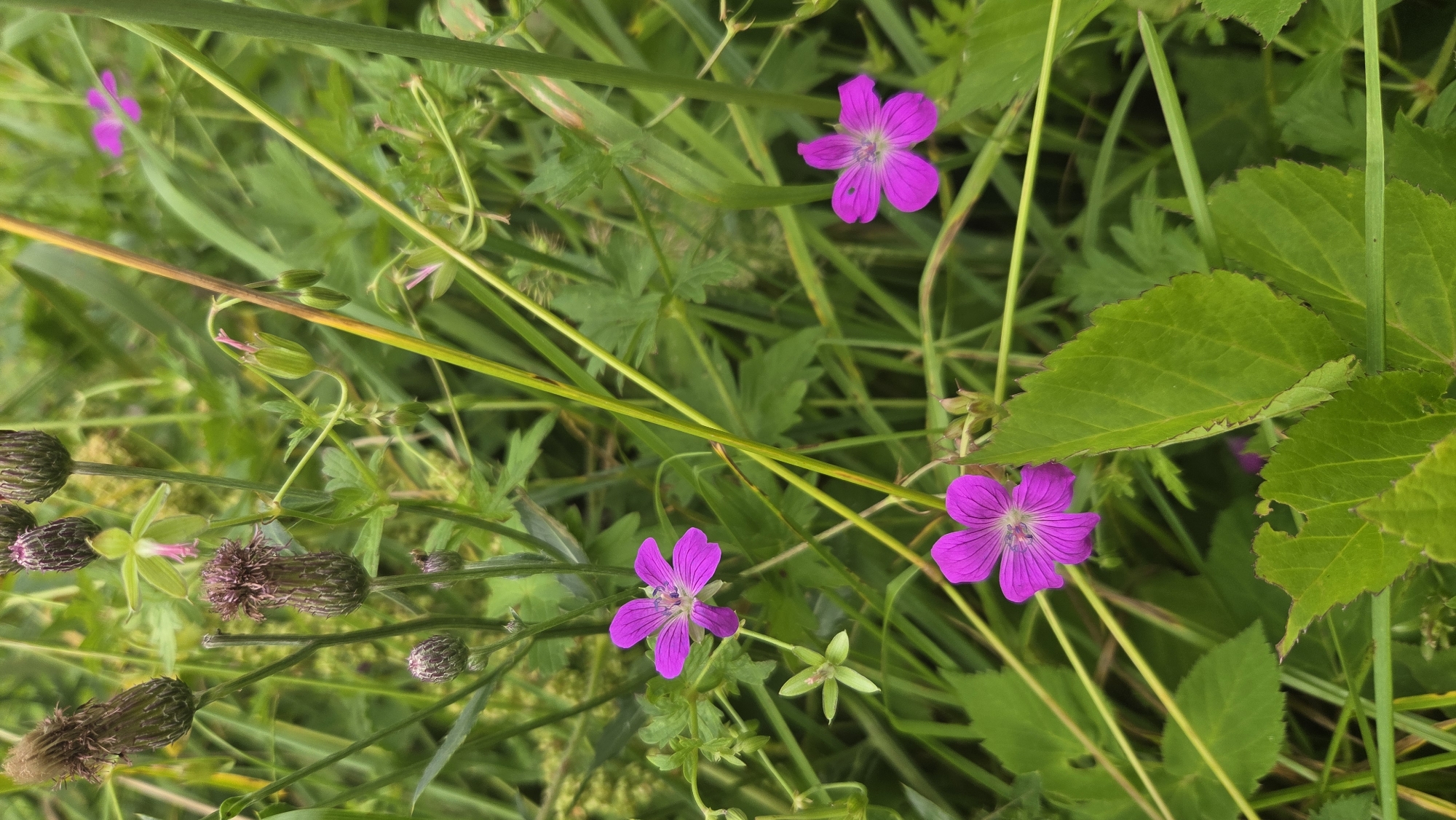 The image depicts a close-up view of a wild meadow with various plants and flowers. Several vibrant pink Geranium flowers are in focus, some fully bloomed and others in bud. Interspersed among them are seed heads of a thistle-like plant with dark purple, fuzzy tops, and slender green stems. Lush green foliage, including broad leaves with serrated edges and thin grass blades, forms the background. The scene appears natural and undisturbed, likely in a rural or park setting. The lighting suggests it is daytime with soft, diffused light, typical of an overcast or shaded environment. The location is identified as Saurieši, Latvia.
