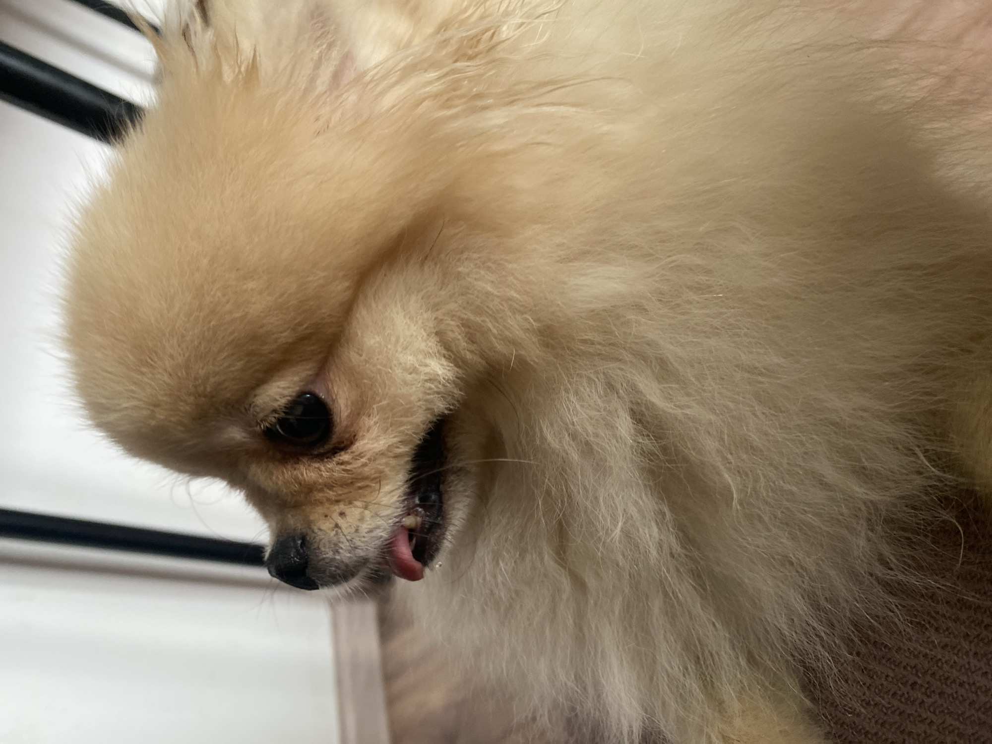 The image is a close-up, eye-level, medium shot of a Pomeranian dog. The dog is light brown and fluffy, with its head turned to the left. Its mouth is slightly open, and its pink tongue is visible, with a drop of saliva hanging from it. The dog's dark eyes are looking forward, and its nose is black. The background is blurred, but appears to be indoors, with a light-colored wall and dark chair legs visible. The floor is wooden, with a brown textured surface in the foreground. The lighting is soft and diffused.