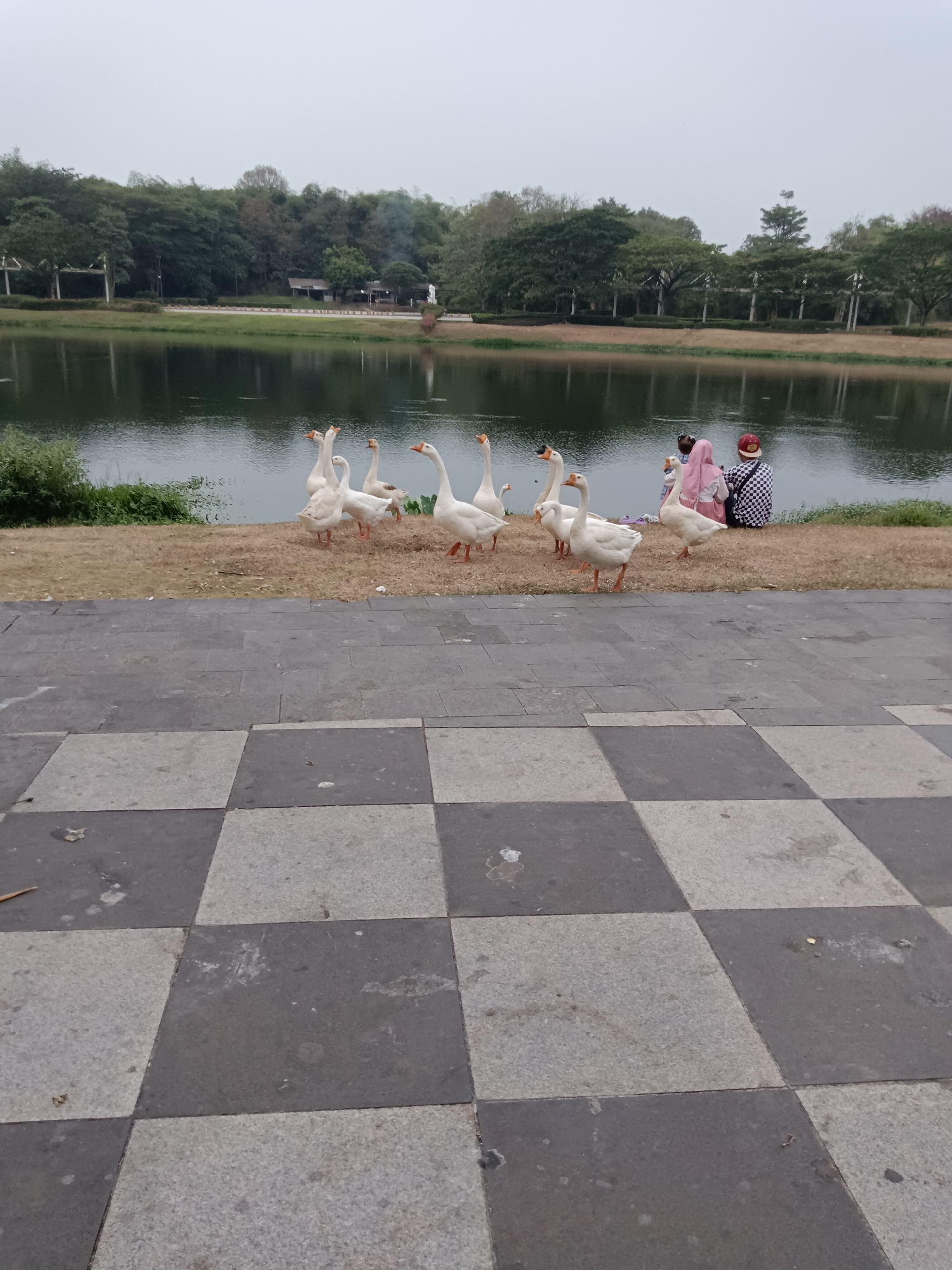 The image shows a group of white geese gathered on the grassy bank of a body of water, likely a lake or pond. In the background, a line of trees forms a dense border around the water. Some buildings are visible amongst the trees. The foreground consists of a paved area with a checkered pattern of dark and light gray tiles. Three people are seated on the grass near the geese, two women and a child. The overall scene suggests a park or recreational area in Jayamukti, Indonesia.