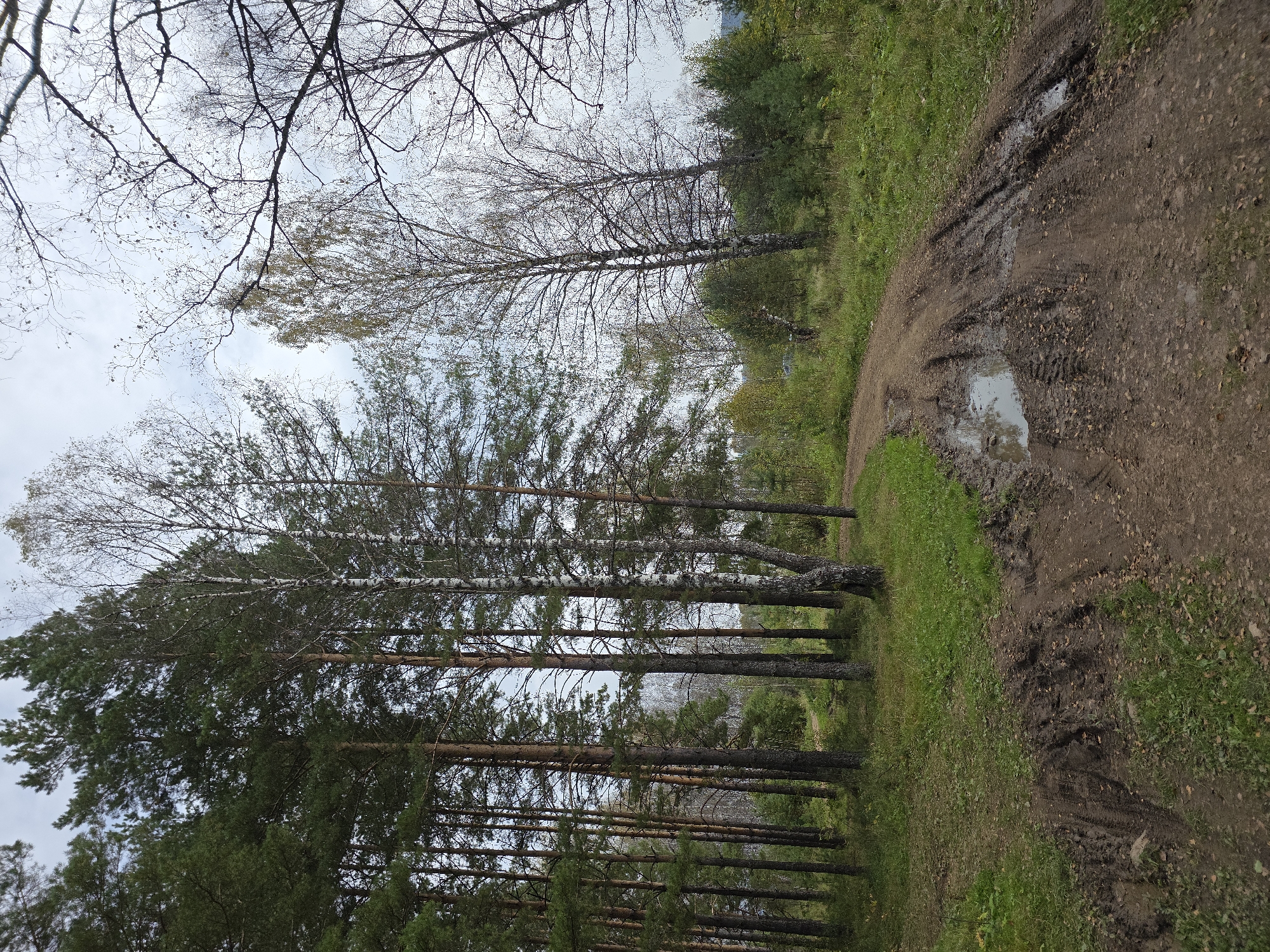 The image shows a muddy dirt road winding through a forest. Tall pine trees line the left side of the road, their dense needles creating a dark green canopy. To the right, a mix of deciduous trees, some bare and others with sparse autumn foliage, stand under a cloudy sky. The road surface is uneven and rutted, with tire tracks clearly visible. Puddles of water have collected in some of the depressions, reflecting the overcast sky. The ground on either side of the road is covered in grass, fallen leaves, and patches of mud. The overall impression is one of a rural or natural setting, possibly on the outskirts of Magnitka, Russia, given the context of the location. There are no people or animals visible in the scene.