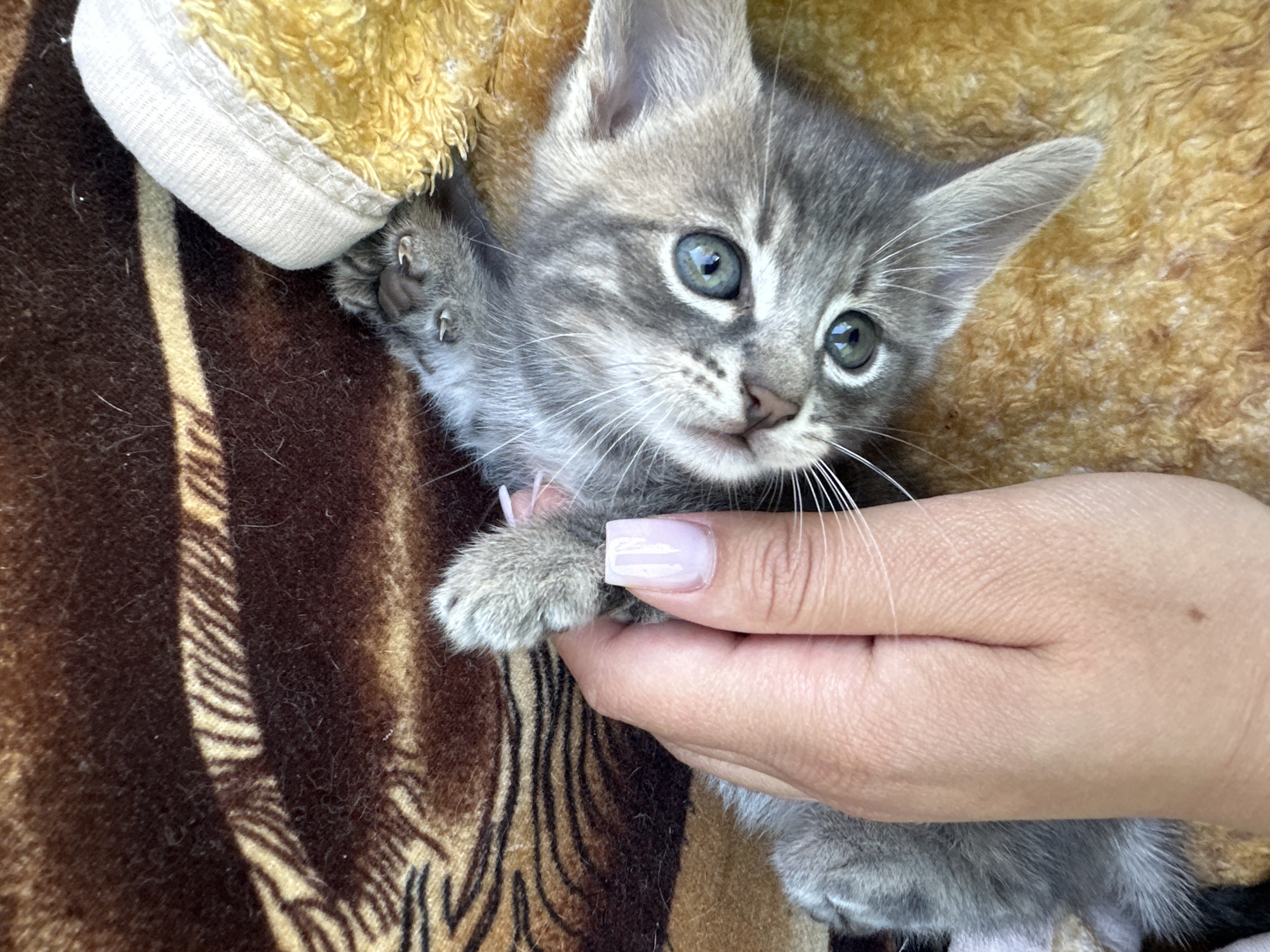 A grey tabby kitten with blue-green eyes is being held by a person's hand. The kitten is lying on a soft, yellow, textured blanket, with a brown blanket with a tiger-stripe pattern visible in the background. The kitten's left paw is raised, and its claws are extended. The person's hand is gently holding the kitten, and their fingernails are painted a light pink color. The kitten's body is facing away from the camera, but its head is turned to look directly at the viewer. The image is an overhead shot.