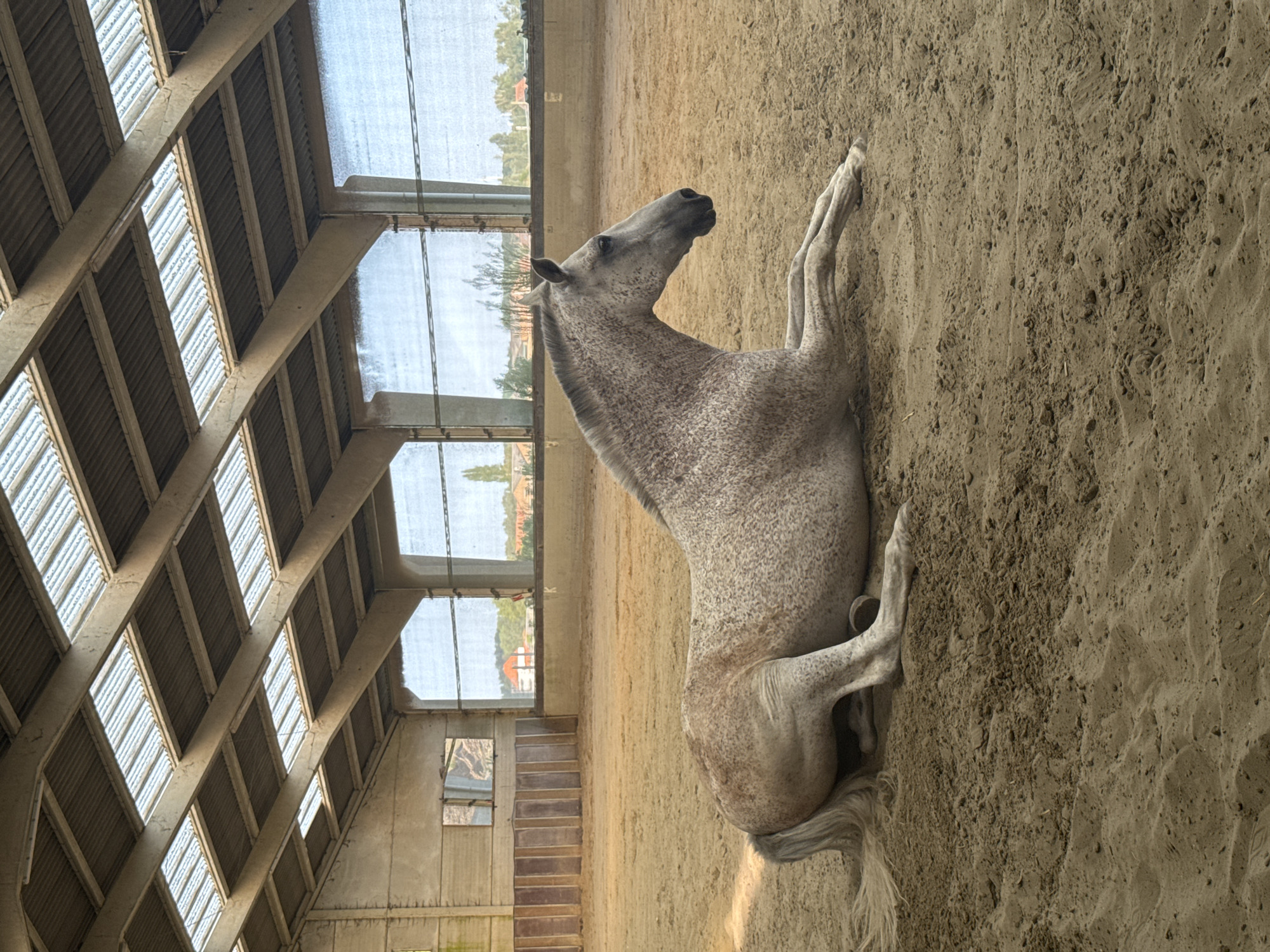 A dappled grey horse is lying down on the sandy floor of an indoor riding arena. The horse is positioned on its right side, with its legs extended forward and its head turned to the right. The horse's mane and tail are light in color and appear somewhat disheveled. The arena has a sandy surface and a covered roof supported by concrete beams, with translucent panels allowing natural light to enter. The background shows parts of the arena walls, some wooden fencing, and windows that offer a view of greenery and buildings outside. This scene is located in the city of Estaimpuis, Belgium. There are no people or interactions visible in the image.