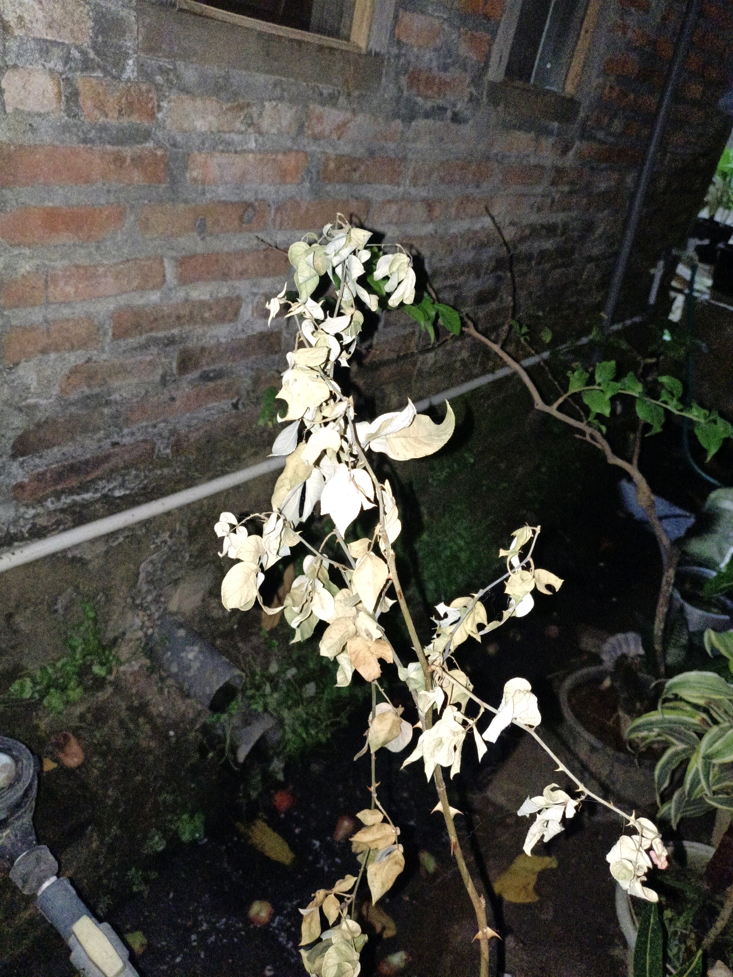 The image depicts a close-up, low-light view of a dying bougainvillea plant with dried, pale leaves and thorny stems. The plant is positioned in front of a weathered brick wall. The ground is covered with dark soil, sparse green vegetation, and several fallen objects, including what appear to be fruits (apples and possibly a banana). A section of white PVC pipe runs horizontally across the scene. To the right of the bougainvillea, another plant with green and white striped leaves is visible in a dark pot. The scene is outdoors, likely in a residential or garden area. The overall impression is one of neglect or the end of a growing season. The location is specified as Cikal, Indonesia.