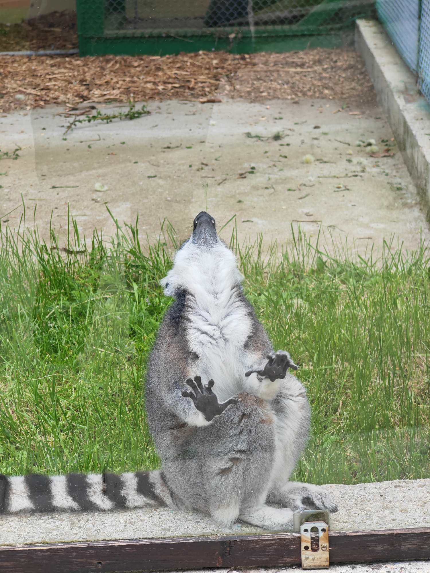 A ring-tailed lemur stands with its back to the viewer against a glass barrier. The lemur's head is tilted upward, its forepaws pressed against the glass. Its distinctive black and white striped tail is visible. Behind the barrier is a grassy area, transitioning to a dirt and mulch-covered patch. A fence and concrete structure are in the background. The location is likely a zoo or animal enclosure, specifically in the city of Shumen, Bulgaria. A metal structure is seen at the base of the glass.