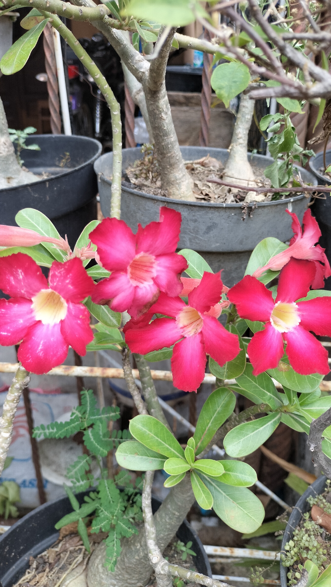 This is a close-up, eye-level, outdoor, daytime photograph of a cluster of desert rose (Adenium obesum) flowers. The flowers are a vibrant fuchsia pink with a lighter yellow center. There are at least four prominent flowers in focus, with parts of other blooms and buds visible. The leaves are a dark green, somewhat leathery, and have a slightly glossy finish. The plants are potted in dark-colored containers, with hints of soil and dried leaves visible. The background is blurred, suggesting other plants and potted items, as well as some fencing or metal structures. The overall impression is one of lush, healthy flora in what appears to be a garden or nursery setting. The scene is in Lhokseumawe, Indonesia.