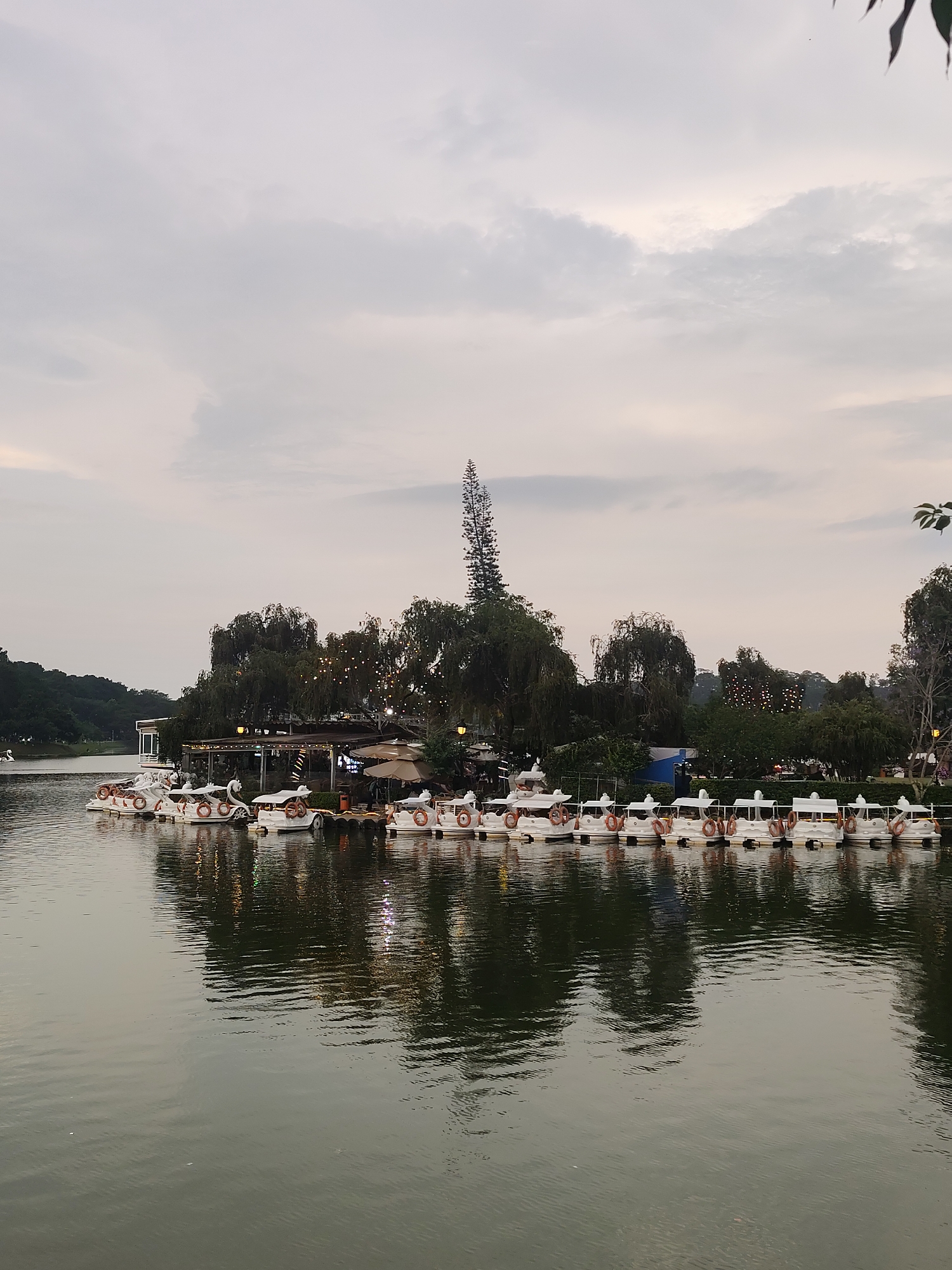This image depicts a serene lakeside scene at Xuan Huong Lake in Da Lat, Vietnam, likely captured during late afternoon or early evening under an overcast sky. A long line of white paddle boats, many of which are distinctively swan-shaped, are neatly moored alongside a dock or pier on the right side of the frame. Each boat has an orange life ring attached.
Across the tranquil water, a landmass, possibly a peninsula or an island, is densely covered with trees. Among these trees, several low-rise buildings, likely a lakeside cafe or restaurant, are visible. These structures are illuminated by numerous string lights, which cast warm glows and reflections onto the slightly rippled water surface. A tall, slender, pine-like tree stands prominently above the other foliage on the landmass.
The sky is a soft, muted grey, indicating overcast conditions or the approach of dusk. The water exhibits subtle reflections of the sky and the illuminated structures on the shore, contributing to the peaceful atmosphere. In the distance on the left, more green trees line the far bank of the lake. The scene suggests a popular spot for leisure and recreation, with the boats awaiting use or having recently been docked. No specific individuals or discernible text are clearly visible.