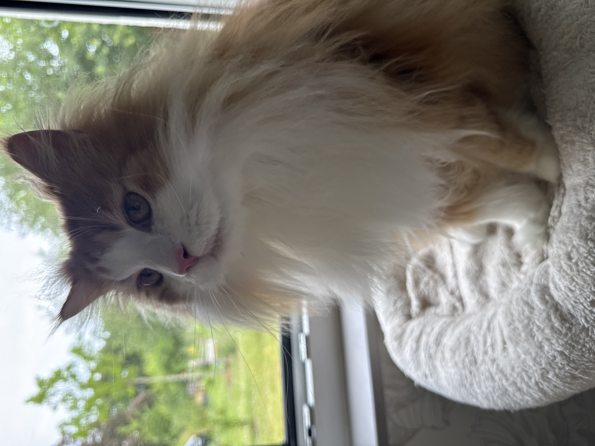 A medium shot captures a fluffy, ginger and white cat sitting on a white, plush pet bed. The cat is positioned in the foreground, with its body angled slightly to the left, looking out of frame. Its fur is long and appears to be well-groomed. Behind the cat is a window with a view of greenery, likely trees and grass, suggesting an outdoor environment. The lighting appears natural, coming from the window. The scene is indoors, with the window providing a backdrop. There is no identifiable urban infrastructure or landmarks that would place it specifically within the city of Kassel, Germany.