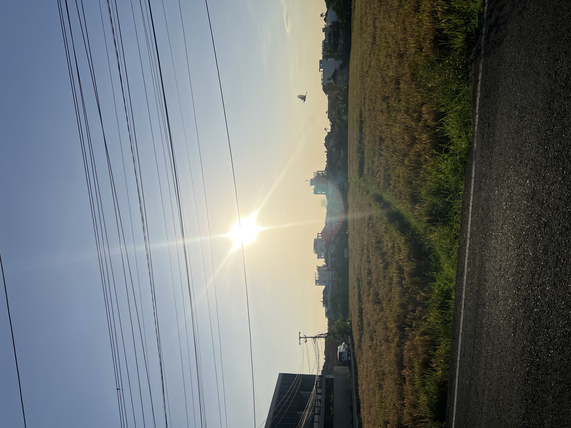 The image presents a daytime scene, potentially at either sunrise or sunset, featuring a rice field in North Kuta, Indonesia. The field, golden in color, extends towards a row of houses in the background. A road runs along the right side of the field, constructed with dark asphalt. Power lines stretch across the left side of the frame, intersecting the bright sun, which is centrally positioned. A bird flies in the distance, above the rice field. Buildings are visible in the background behind the field.