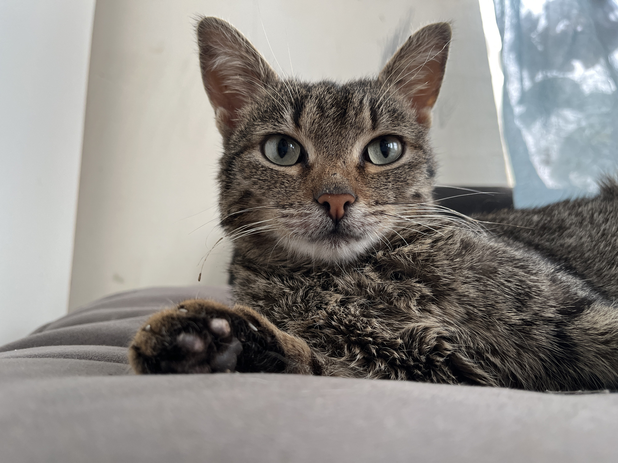 A gray tabby cat lies on a gray surface, likely a cushion or bed, with a paw visible in the foreground. The cat has green eyes and a pink nose. The background is blurred, showing a window with a light-colored curtain. There is no indication of location.