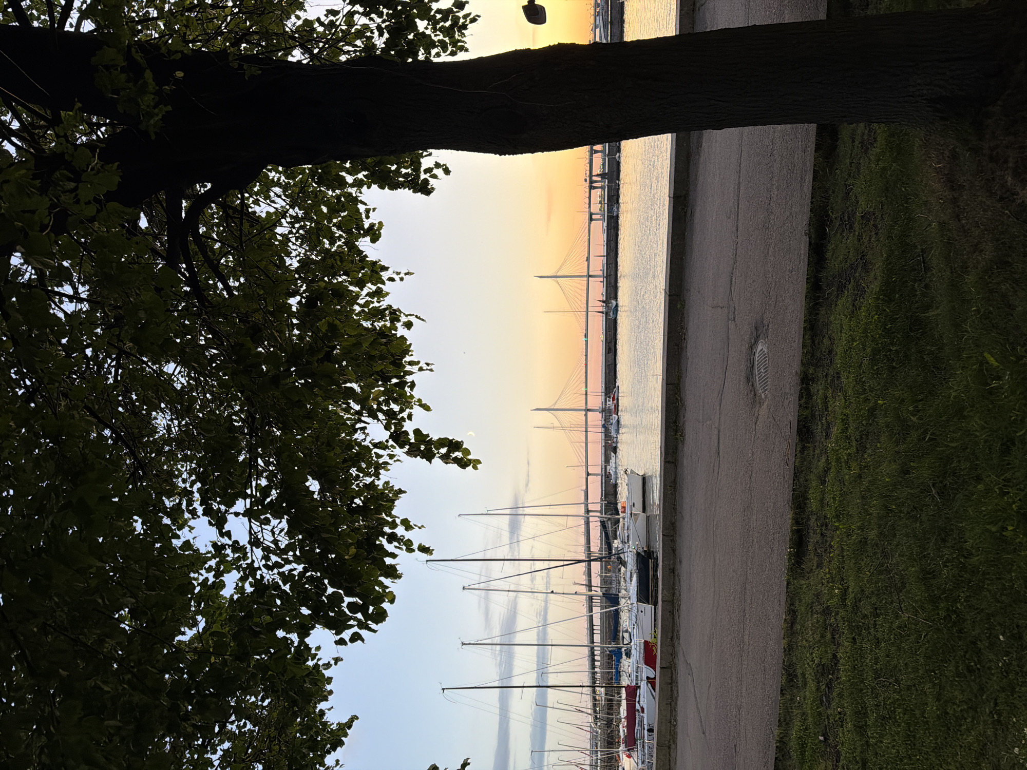 The image depicts a view of the Gulf of Finland from the northwest side of Vasilievsky Island in Saint Petersburg, Russia, during sunset. In the foreground, a large tree with dark bark and abundant green leaves partially obscures the view. Below the tree, a strip of green grass leads to a paved area and then to the water's edge.
Along the waterfront, a line of sailboats is moored. They are of various sizes and colors, with tall masts extending upwards, some silhouetted against the sky. Beyond the sailboats, a wide bridge with cable-stayed sections spans the water. Traffic can be seen moving across the bridge, illuminated by the fading light. The sky above transitions from a soft blue near the horizon to shades of orange and yellow as the sun sets, with a few wispy clouds scattered across it. The overall scene conveys a sense of calm and natural beauty.