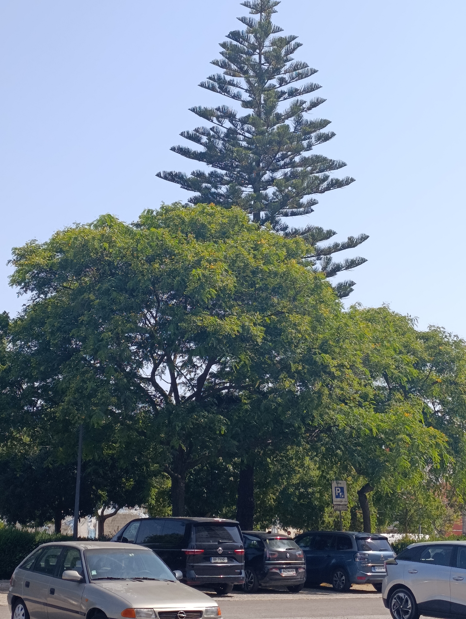 The image shows a street scene in Setúbal, Portugal, featuring a tall Norfolk Island pine tree dominating the background against a clear blue sky. In the mid-ground, a large, leafy deciduous tree with dense green foliage is prominent. Parked cars are visible in the foreground and mid-ground, including a light-colored hatchback, a black van, a dark SUV, a blue minivan, and a silver car. A blue parking sign with a "P" symbol and a pictogram of a wheelchair is mounted on a pole behind the trees. The environment appears to be a parking area adjacent to a street, likely on a sunny day.