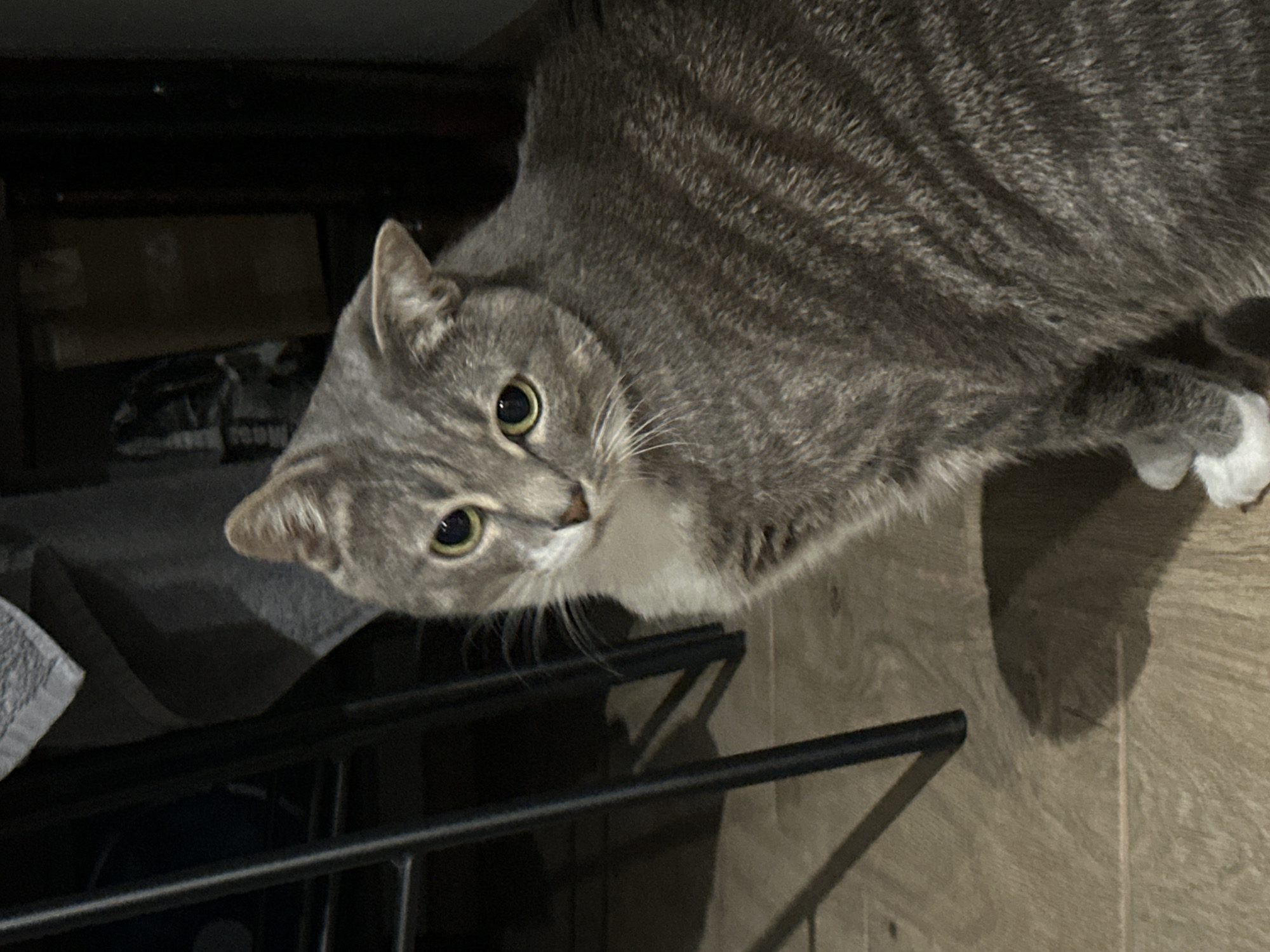 An adult, short-haired, grey tabby cat with white paws and a white chest is sitting on a light brown, wood-planked floor. The cat is facing towards the left side of the image, with its head turned to look at the camera. The cat has green eyes, and its ears are pointed slightly forward. Behind the cat, on the left side of the image, are the dark legs of a chair and a grey blanket or piece of fabric. The background on the right is dark and indistinct, with a glimpse of a cardboard box. The lighting in the image is dim, casting shadows on the floor.