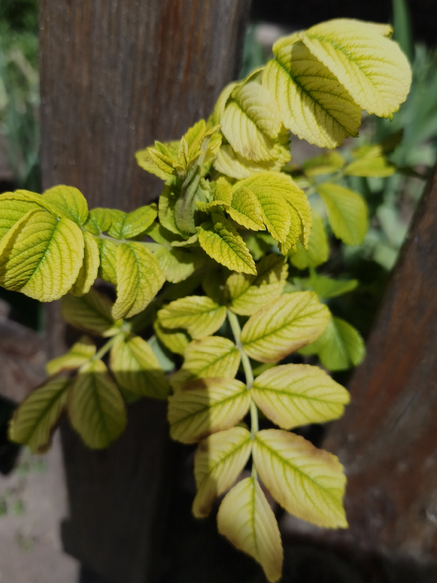 A close-up photograph captures a vibrant plant with striking yellow-green leaves, strongly illuminated by direct sunlight. The leaves are primarily a bright chartreuse color, with prominent venation appearing in a slightly darker green. The foliage shows signs of chlorosis, indicated by the yellowing leaf tissue while veins remain greener. Some leaves exhibit minor browning at their edges or tips, and a slightly crinkled texture is visible on their surfaces. The plant, possibly a shrub like a rose, is depicted in sharp focus.
In the background, a dark brown, weathered wooden post or structure is visible, softly blurred, creating a natural outdoor setting. Further behind, hints of additional green foliage are visible, also out of focus. The strong sunlight casts distinct shadows on parts of the plant, suggesting it is daytime. There is no visible human activity, objects other than the plant and wood, or any discernible text within the image. The scene conveys a sunny day in Kryvyi Rih, Ukraine.