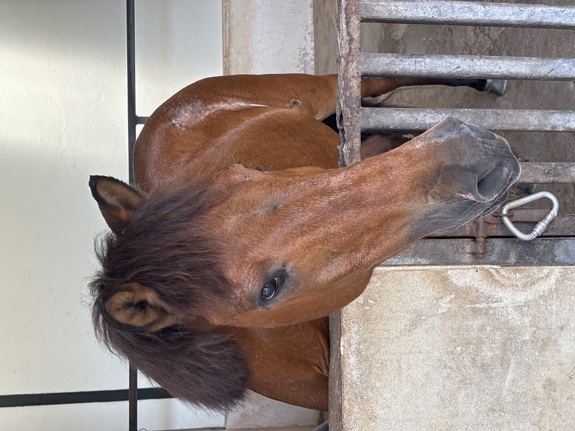 A chestnut horse is in a stable with metal bars. The horse's head is near the bars, and it looks toward the viewer. The location is Choeng Thale, Thailand.