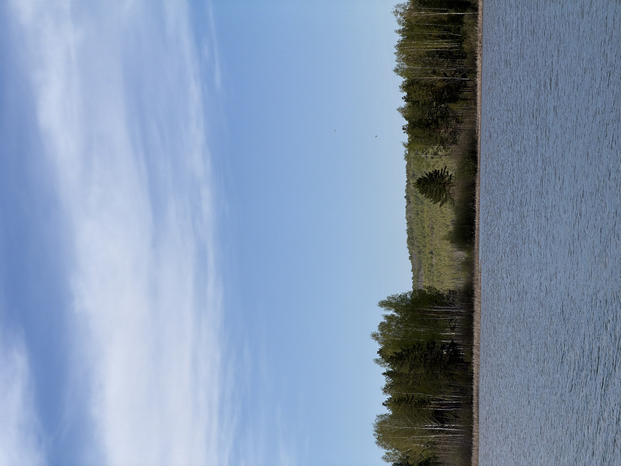 The image depicts a lakeside scene in Chaikovsky, Russia, under a partially cloudy blue sky. The left side of the image features the sky with long, wispy clouds. The right side shows the surface of a lake with small ripples. A forest line of trees, including some with white bark (likely birches), separates the sky and water. The trees appear dense, with varying shades of green, indicating a mix of tree types. Two birds can be seen flying in the sky.