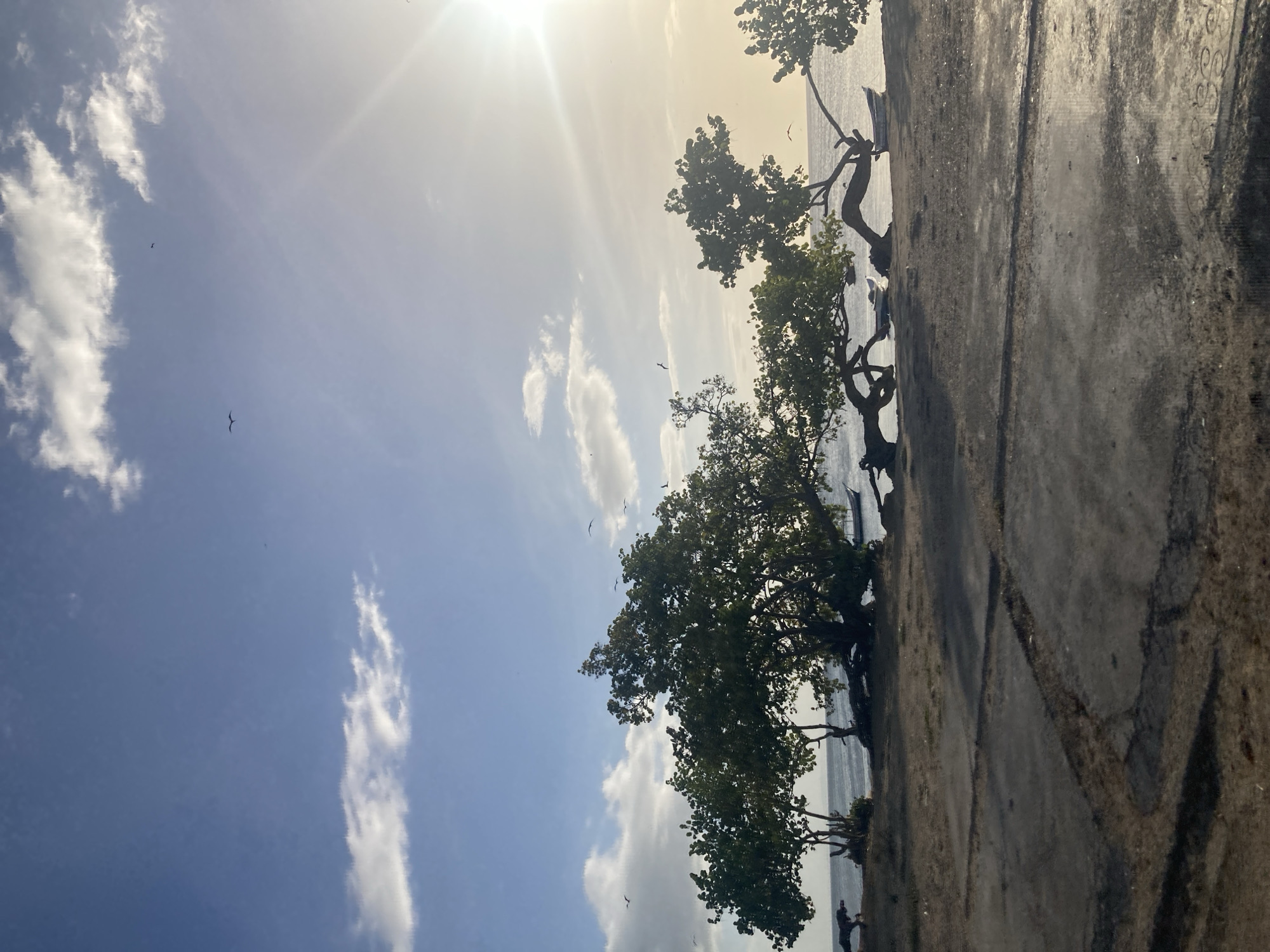 The image depicts a coastal scene at what appears to be sunset or sunrise, with the sun prominently visible in the upper right corner, casting a bright glare. The sky is a gradient of blue and pale yellow, with scattered white clouds and several small birds in flight. In the foreground, a cracked, grey concrete surface is visible, marked by linear patterns. Beyond this, a sandy or dirt area leads to a line of trees and vegetation bordering the water.
The trees are distinct, with one large tree in the center featuring gnarled, sprawling branches that reach towards the ground. Several smaller trees are to its left and right. In the water, at least three small boats are visible. To the far left of the image, a dark figure, possibly a dog, is seen moving near the edge of the vegetation. The overall impression is a quiet, natural landscape with human-made elements in the foreground and hints of human activity in the form of boats.
