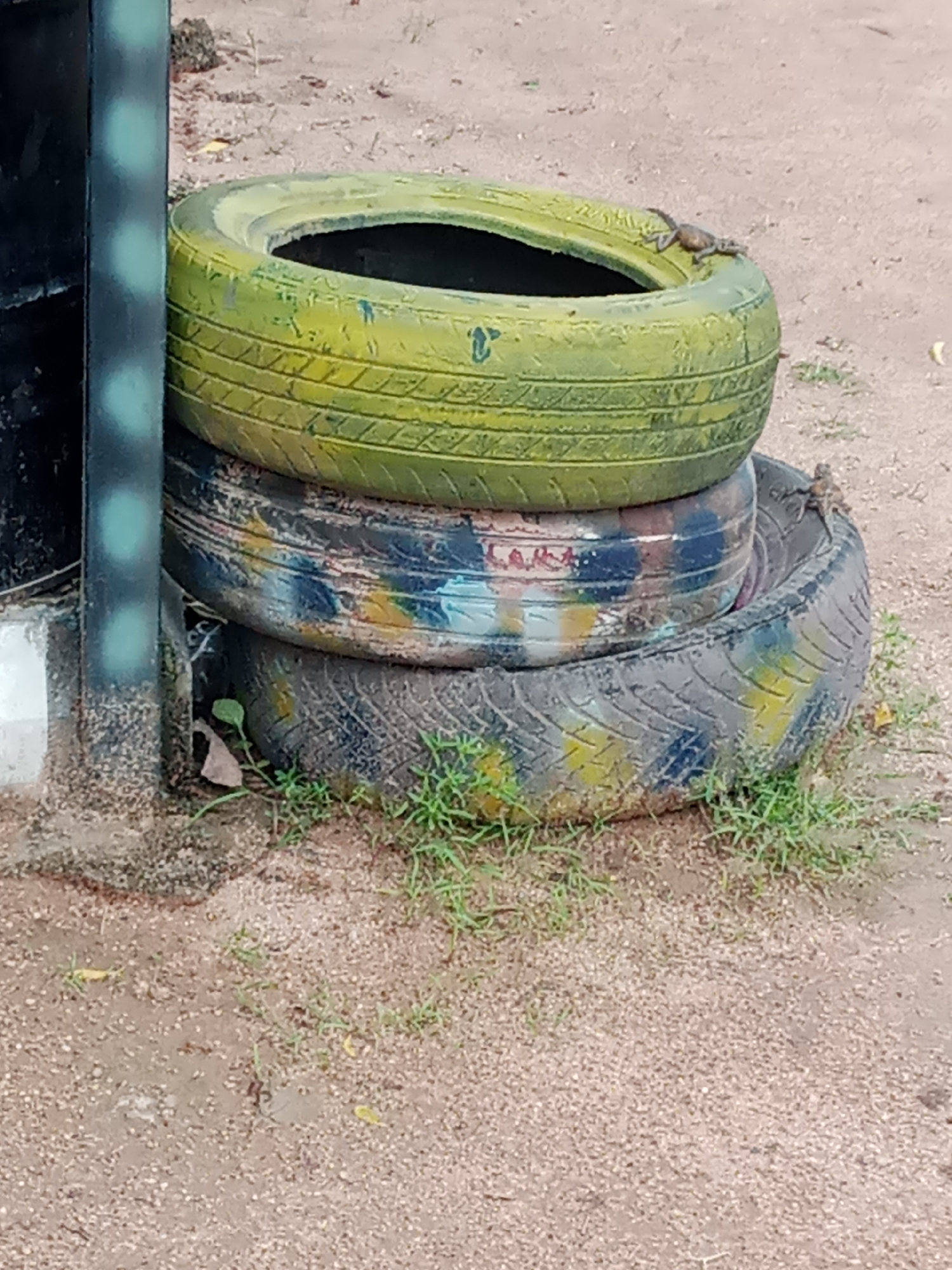The image shows a stack of three tires on a dirt ground next to a dark metal post. The top tire is painted bright green, and the middle tire is painted with a camouflage pattern of blue, yellow, and black. The bottom tire has a pattern of blue and yellow paint. Green grass and some dry leaves are scattered around the tires. Two small lizards are visible on the tires. The scene is located in Jalingo, Nigeria.