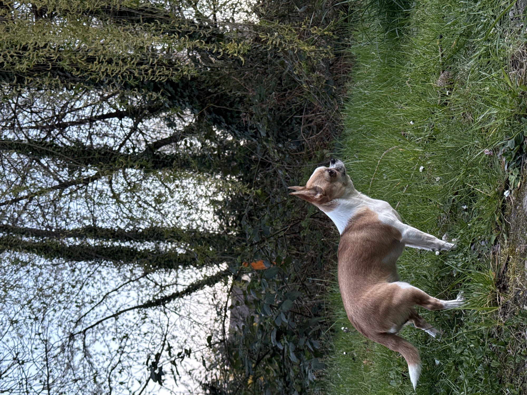 A medium-sized, short-haired dog, primarily tan with a white chest and neck, stands on its hind legs in a patch of green grass. The dog is looking upwards and appears to be reaching for something. To the left of the dog is a background of trees with bare branches and some early foliage. The location is Lauchhammer, Germany.