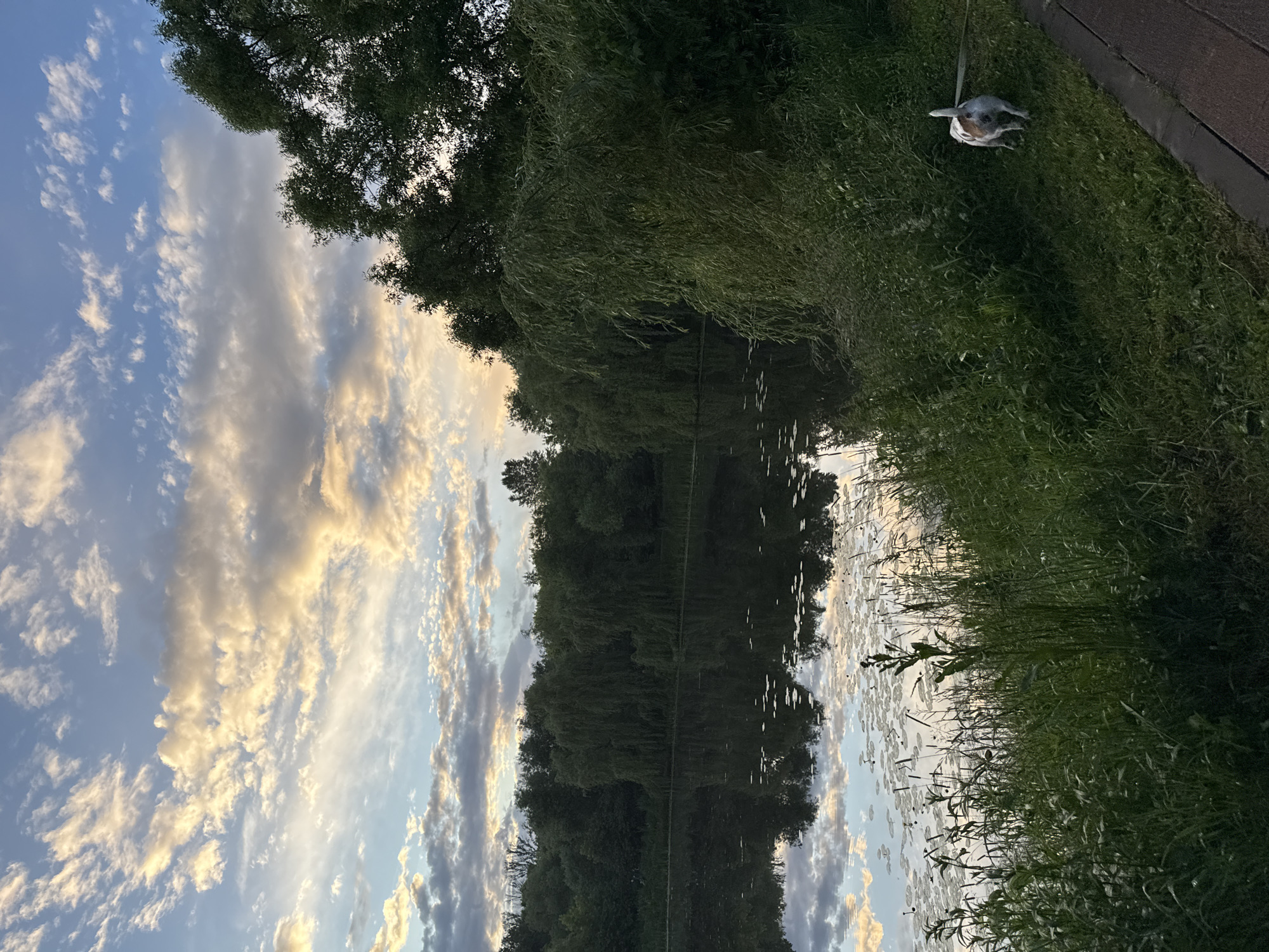 The image shows a serene lakeside scene at dusk. The sky is filled with dramatic, wispy clouds, tinged with the warm hues of sunset. A dense line of lush green trees, including weeping willows, borders the still water of the lake. The water perfectly reflects the sky and trees, creating a mirror-like effect. Lily pads dot the surface of the lake. In the foreground, tall grasses and foliage grow along the grassy bank. A small dog with white and brown markings, on a leash, is walking away from the camera on a paved path that runs alongside the grass. The overall atmosphere is peaceful and tranquil. This scene appears to be a natural park or a recreational area within or near a city. The prompt's request to include the "location in the city of Moscow, Russia" cannot be fulfilled as there is no visual information in the image to indicate this specific location.