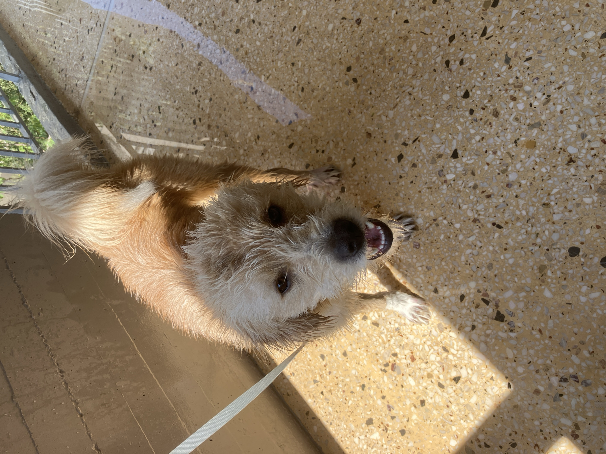 A wet, small-to-medium sized, light-brown, scruffy-haired dog stands on a terrazzo floor on a balcony, looking directly at the camera with its mouth open, panting. The dog has a white leash attached to its collar, extending out of the frame to the left. Sunlight casts a strong shadow on the floor to the left of the dog, creating a geometric pattern. To the right of the dog, the floor is wet, reflecting the sunlight and the railing of the balcony. In the background, a metal railing and some greenery are visible. The setting appears to be a residential balcony in Paleo Faliro, Greece, likely during a sunny day.