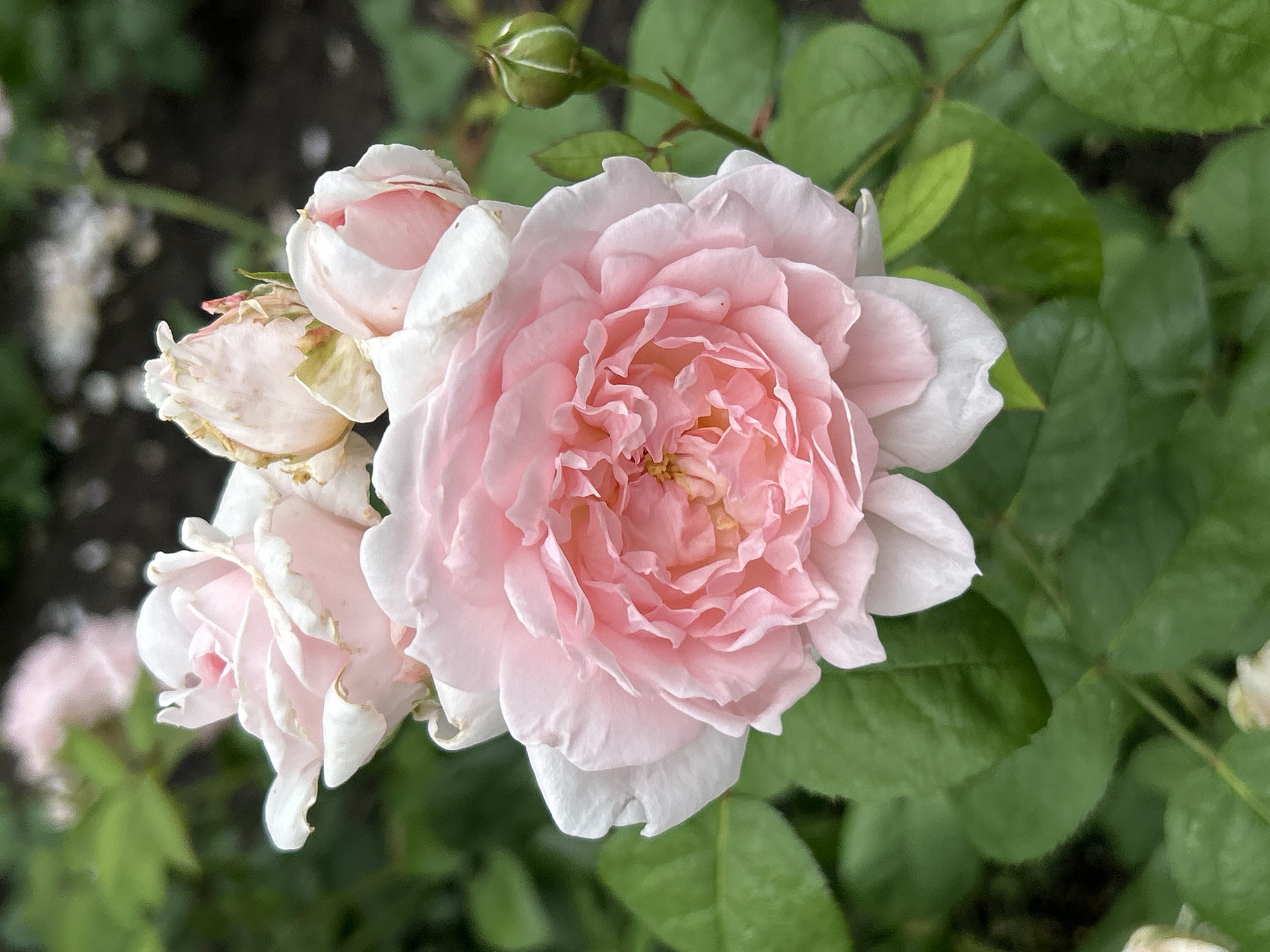 A close-up, overhead shot focuses on a cluster of pale pink roses with ruffled petals. The central rose is fully bloomed, revealing intricate layers of delicate pink. To its left and slightly behind, another rose is in bloom, its petals edged with white. Above and to the right, two rose buds are visible, one partially open and the other tightly closed. A single green rosebud with visible white striations is positioned on the right side of the frame, emerging from a stem with small green leaves. The background is a blur of dark green foliage and hints of darker soil. The image appears to be taken outdoors in a garden setting, possibly in Mount Royal, Canada, given the soft natural light and the presence of roses. There are no people or animals in the frame. The scene is static and serene, capturing the beauty of the blooming flowers.