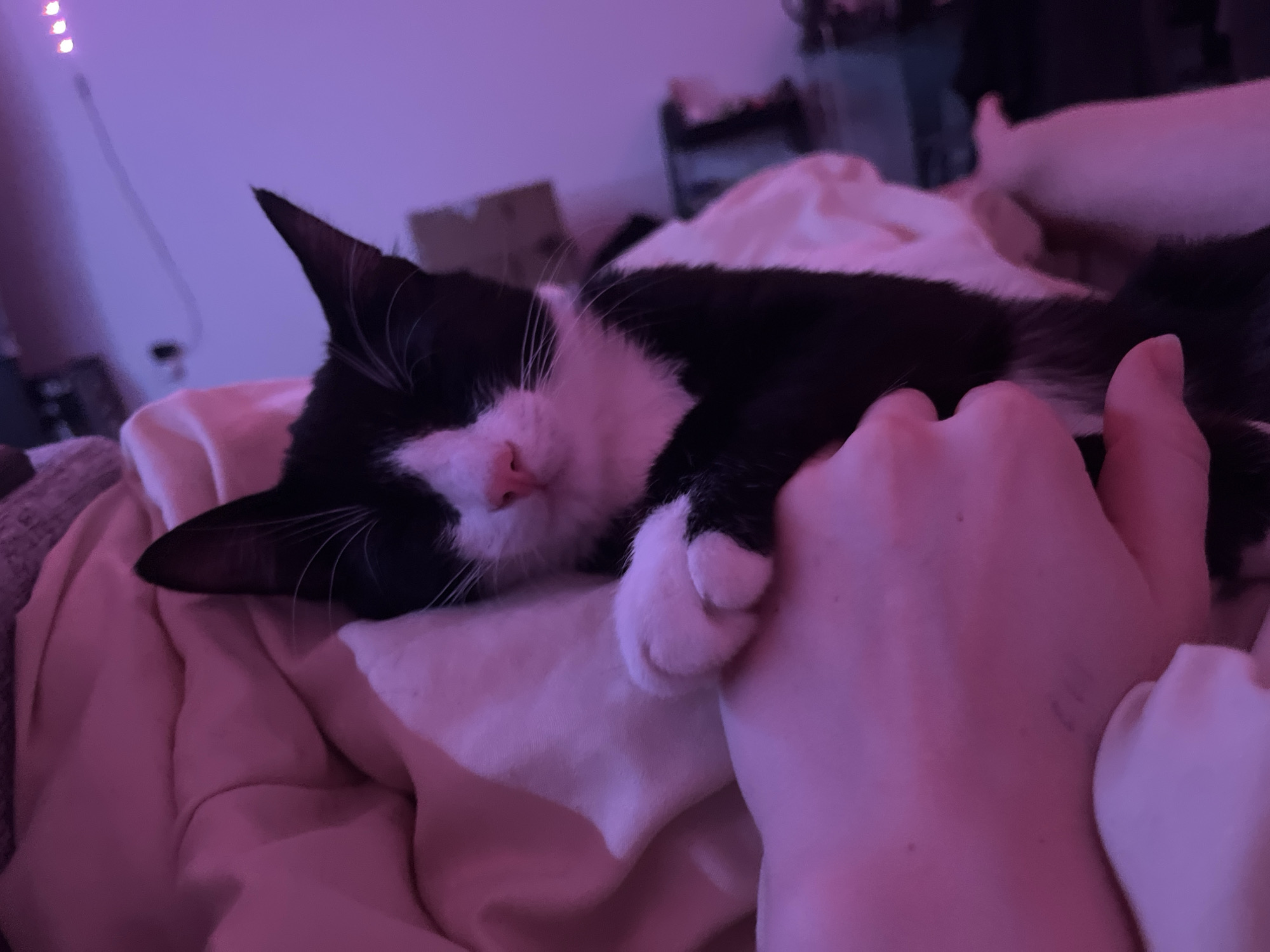 A black and white cat is sleeping on a bed, resting its paw on a person's arm. The scene is lit with a purple hue, and the background is blurred, showing indistinct furniture. The location is not discernible from the image; there is no indication of Saint Petersburg, Russia.