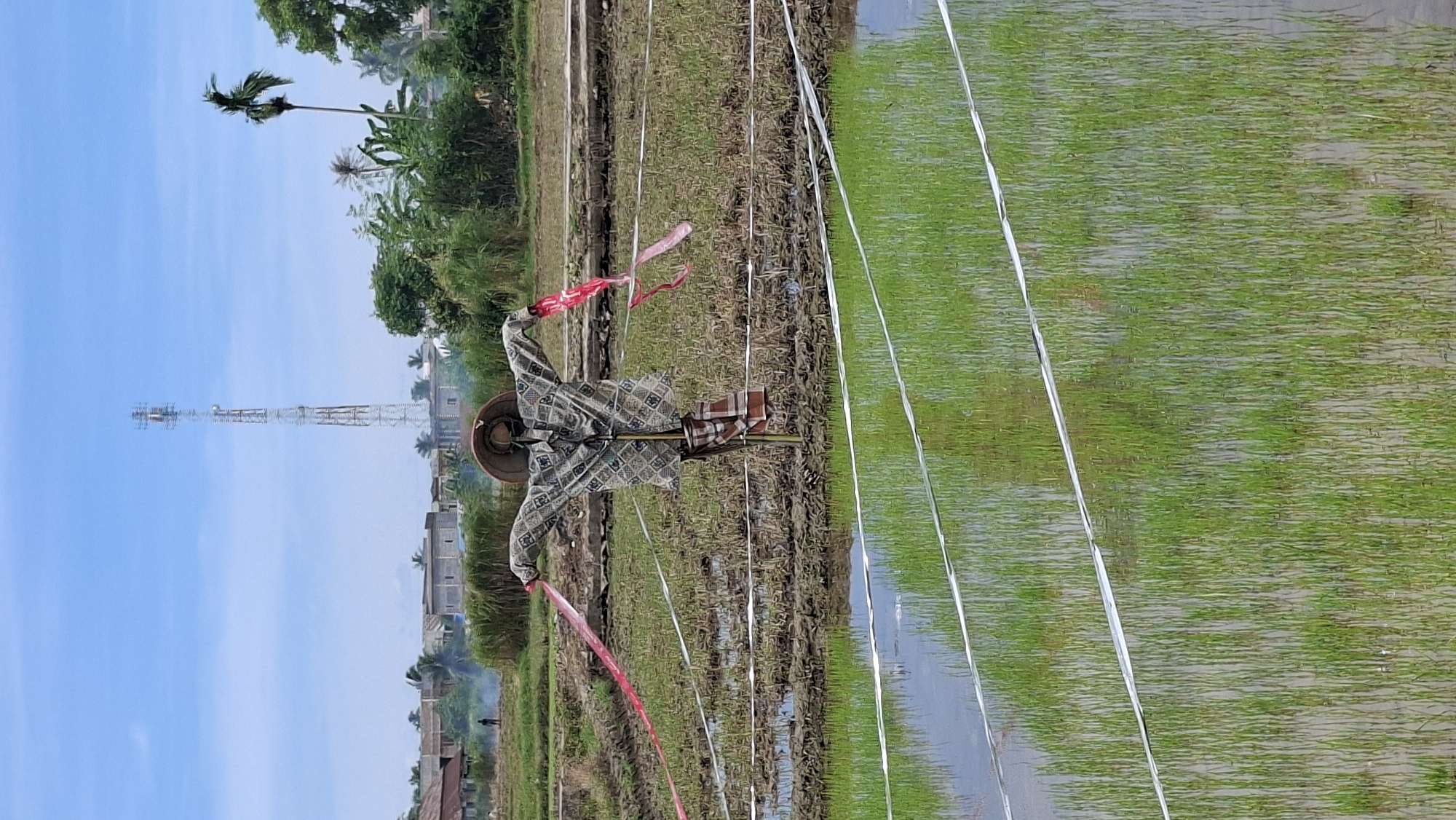 This media file depicts a scarecrow in a flooded rice paddy field in Kutaglumpang, Indonesia. The scarecrow is dressed in a patterned shirt and a straw hat, with red ribbons tied to its arms, suggesting it's meant to deter birds from the crops. Behind the scarecrow, a tall telecommunications tower is visible against a clear blue sky, with a few scattered clouds. The surrounding landscape includes green vegetation and some buildings in the distance. The rice paddy is partially submerged in water, with young green rice shoots clearly visible. White streamers or ribbons are strung across the field, likely as part of a bird deterrent system. The scene appears to be set during daytime, with bright natural light, indicating fair weather. The overall impression is of a rural agricultural setting in Indonesia, with elements of human intervention to protect the crops. There is no visible text in the image.