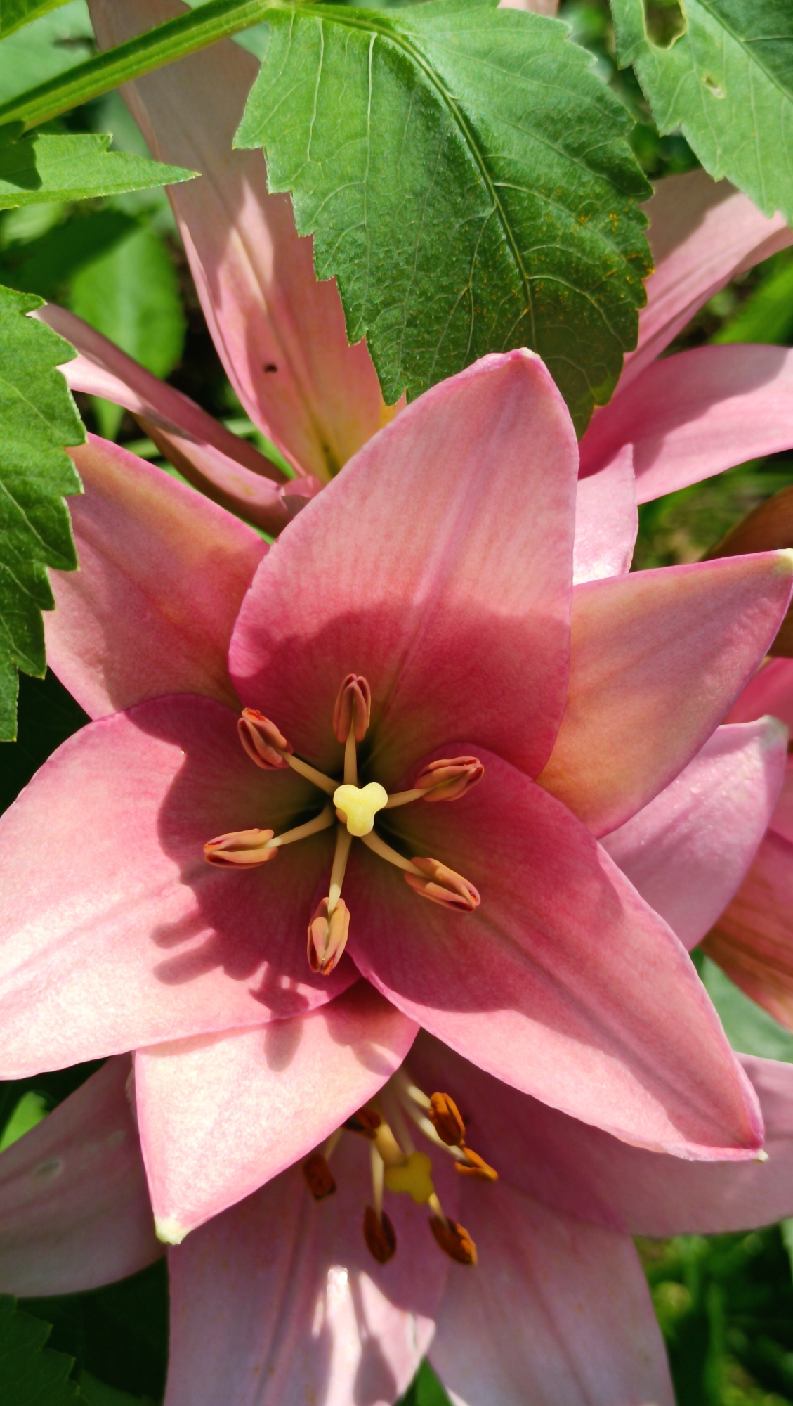 The image is a close-up, vertical shot of two pink lilies with green leaves partially obscuring the flowers. The lilies are in bloom, with their petals unfurled, revealing their stamens and pistils. The stamens are tipped with brown anthers, and the pistil is a bright yellow. The petals are a soft pink, with some areas appearing almost white due to the lighting. Shadows cast by the leaves create dappled patterns on the petals. The background is a blur of green, suggesting more foliage or a garden setting. There are no people, buildings, or any identifiable elements of the city of Karsha, Russia. The image focuses solely on the botanical details of the flowers.