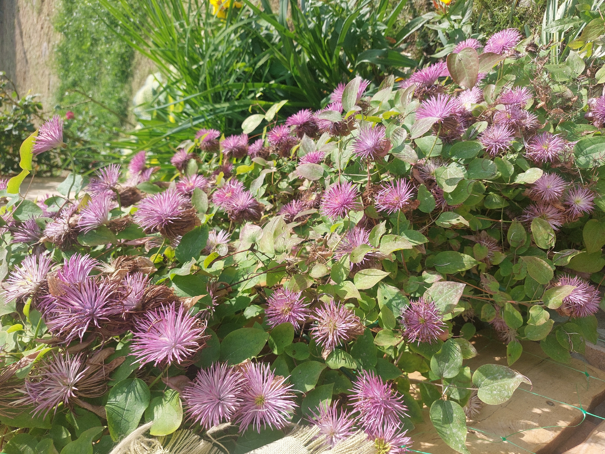The image depicts a dense cluster of purple, star-shaped flowers with prominent stamens, appearing to be Clematis. The flowers are growing on a vine with green leaves, some of which show signs of browning and wilting. The vine is draped along a textured, light-colored wall, possibly made of concrete or stucco, with a hint of green netting in the foreground. In the background, lush green grass and other plants are visible, suggesting an outdoor, garden setting. The sunlight casts shadows, indicating a bright, possibly midday, scene. The general location is identified as Vodytsia, Ukraine.