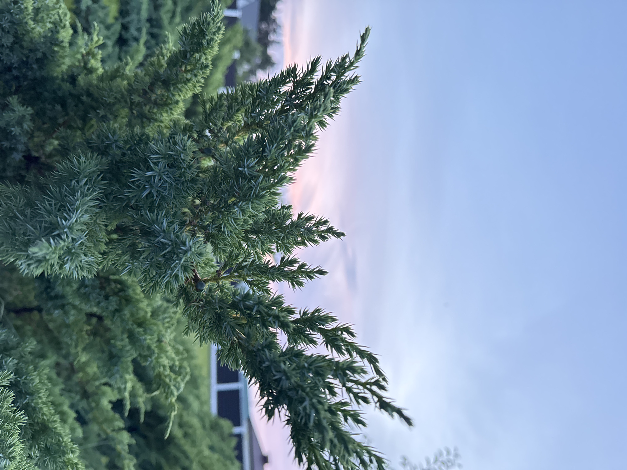 A close-up, eye-level shot captures the dense, green foliage of a juniper bush against a soft, dusky sky. The branches of the juniper are sharp and textured, with a slightly feathery appearance. In the background, out of focus, are hints of suburban structures, possibly houses with white trim and dark roofs, suggesting a residential area. The sky transitions from a pale blue at the top to hues of pink and purple near the horizon, indicating either dawn or dusk. The scene is serene and natural, with the focus primarily on the texture and form of the juniper branches. The location is specified as Бараўлянскі сельскі Савет, Belarus.