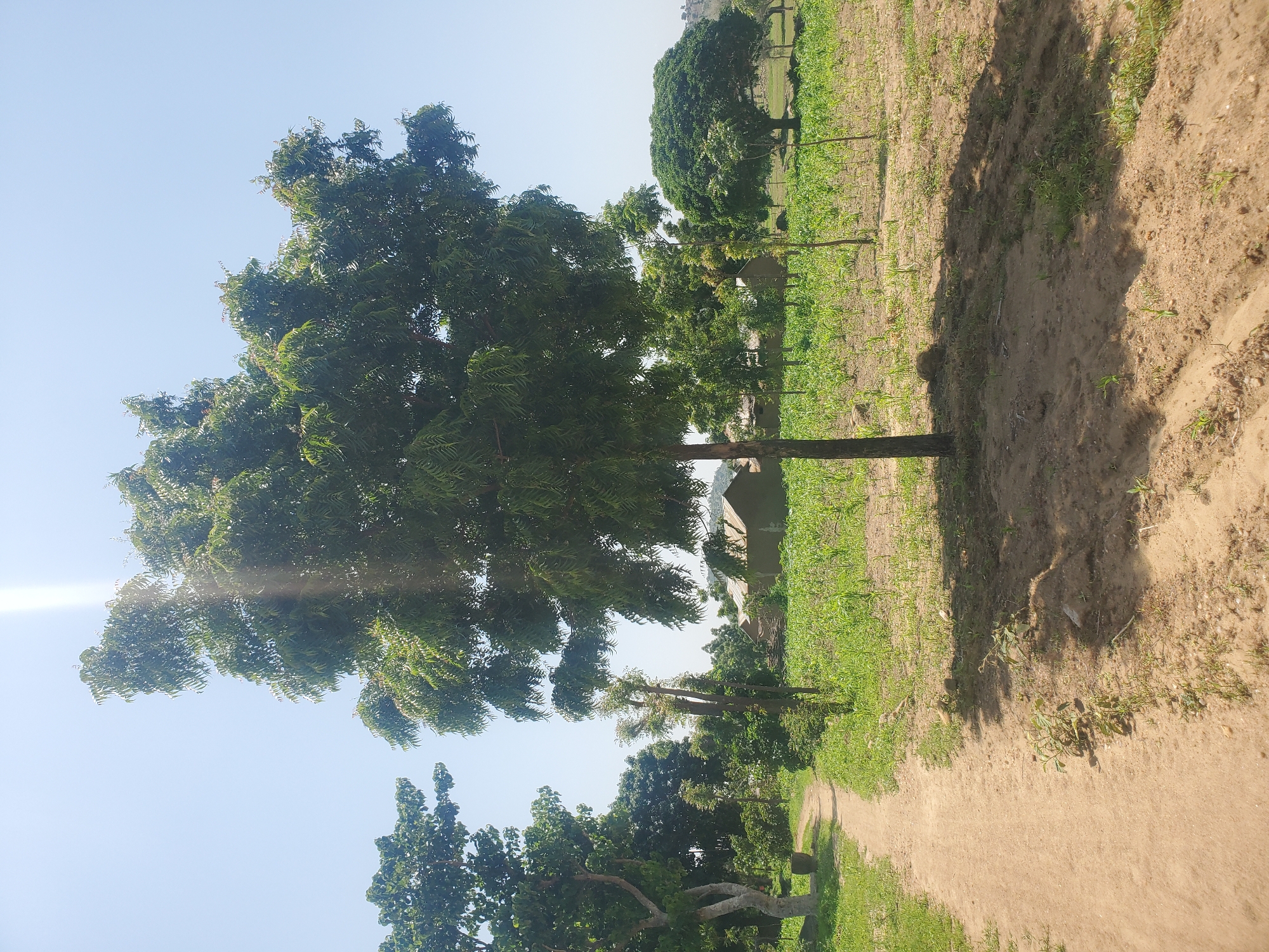 The image depicts a scene in Dawaki, Nigeria, under a bright, clear sky, suggesting midday. The dominant subject is a large, leafy green tree in the foreground, its branches extending across a significant portion of the frame. Sunlight filters through the leaves, creating dappled shadows on the dusty ground.
To the right of the tree, a dirt path winds through the landscape, bordered by lush green vegetation, likely crops, indicating an agricultural or rural setting. In the background, more trees and some simple structures are visible, hinting at a village or residential area. The overall atmosphere is peaceful and natural, with no people or specific activities clearly visible. The time of day is indicated by the strong sunlight and the shadows cast. The location cues, such as the type of vegetation and the style of the structures, along with the explicit mention of Dawaki, Nigeria, ground the scene in a specific geographical context. There is no visible text within the image.