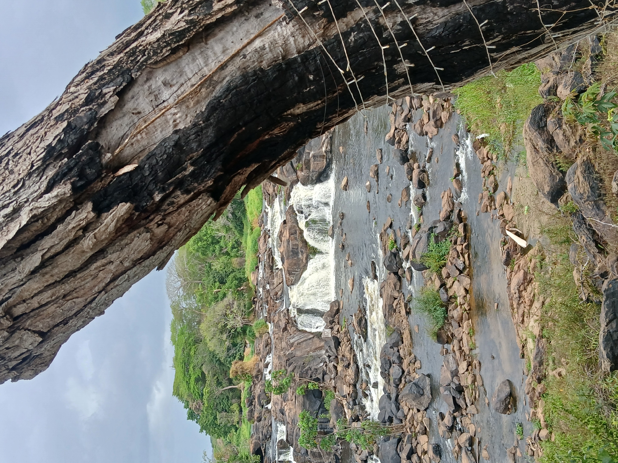 Here is a detailed description of the image:
**Scene:** An outdoor scene depicting a cascading waterfall with a river flowing through a rocky landscape. A large, partially burnt tree trunk dominates the upper left portion of the image, framing the view of the waterfall. Strands of thin, decorative lights are strung loosely across the top right of the frame, partially obscuring the view of the river.
**Environment:** The waterfall appears to flow down multiple levels of rocky terrain. The river is populated with rocks and stones of various sizes. Lush greenery is visible along the banks of the river and in the background, suggesting a tropical or subtropical environment. The sky appears overcast.
**Objects:** A large, partially burnt tree trunk with rough bark is the most prominent object. The decorative lights strung near the tree trunk. The rocks and stones in the river and along the banks.
**Location:** While the city of Ciudad Guayana, Venezuela, is mentioned, no specific landmarks or features uniquely identifying the location are visible in the image. Therefore, the exact location within the city cannot be determined from this single photograph.