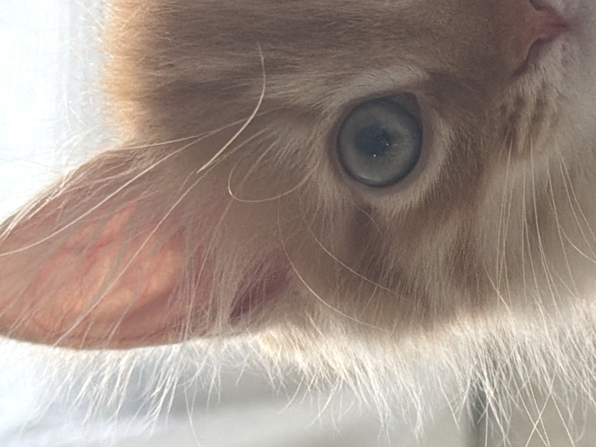 Close-up of a cat's face, showing a light orange coat, one visible greenish-gray eye, and a portion of an ear. The fur is longer around the whiskers. There is no evidence to suggest the location is Khimki, Russia.