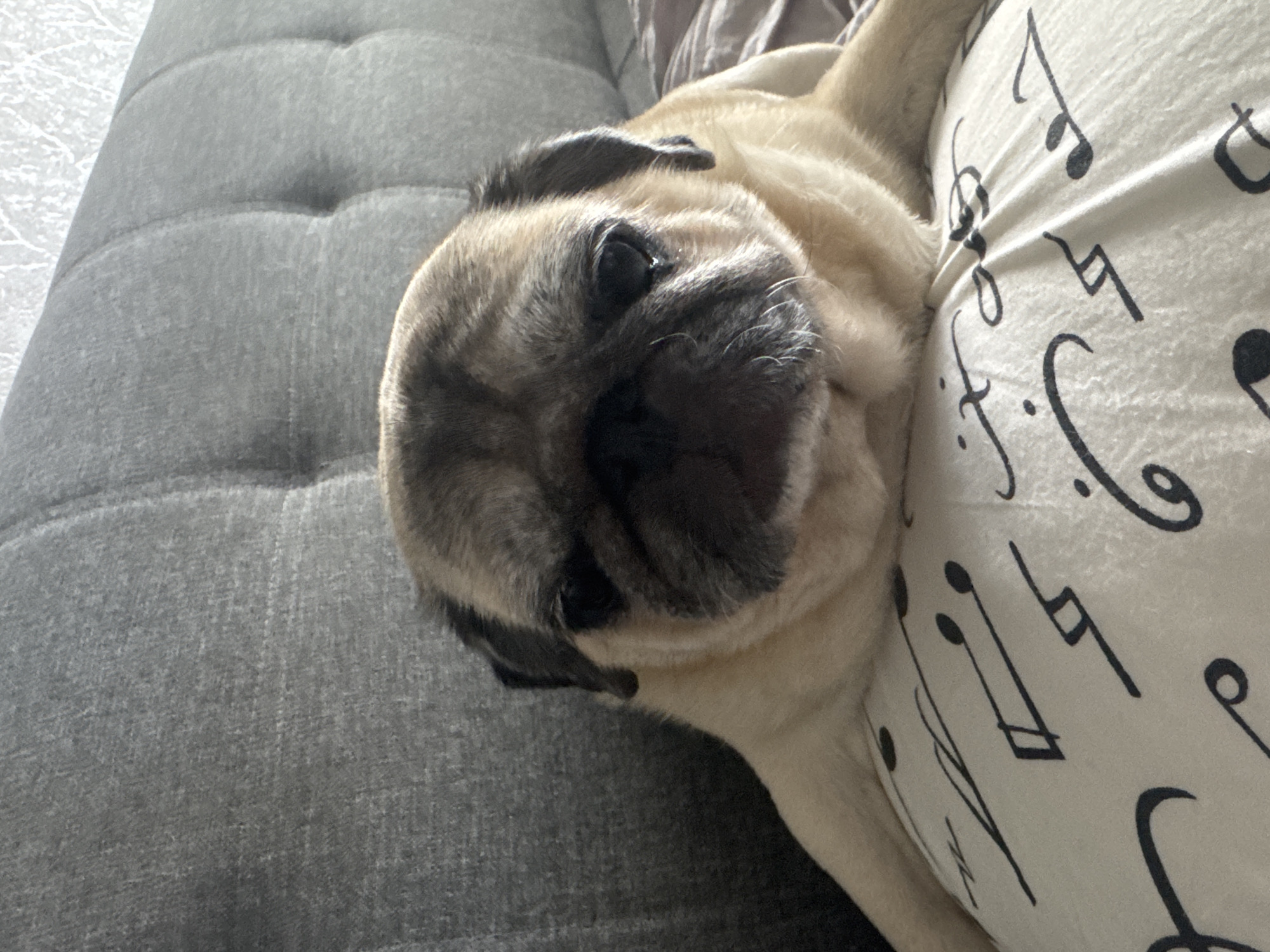 A fawn-colored pug rests its head on a white pillow with black musical notes printed on it. The pillow is on a piece of furniture that appears to be a sofa or bed with a gray, tufted headboard behind it. The pug's face is the primary focus of the image, with its dark eyes, wrinkled snout, and floppy ears clearly visible. The lighting is soft, creating a warm and cozy atmosphere. The background is out of focus, further emphasizing the pug as the subject.