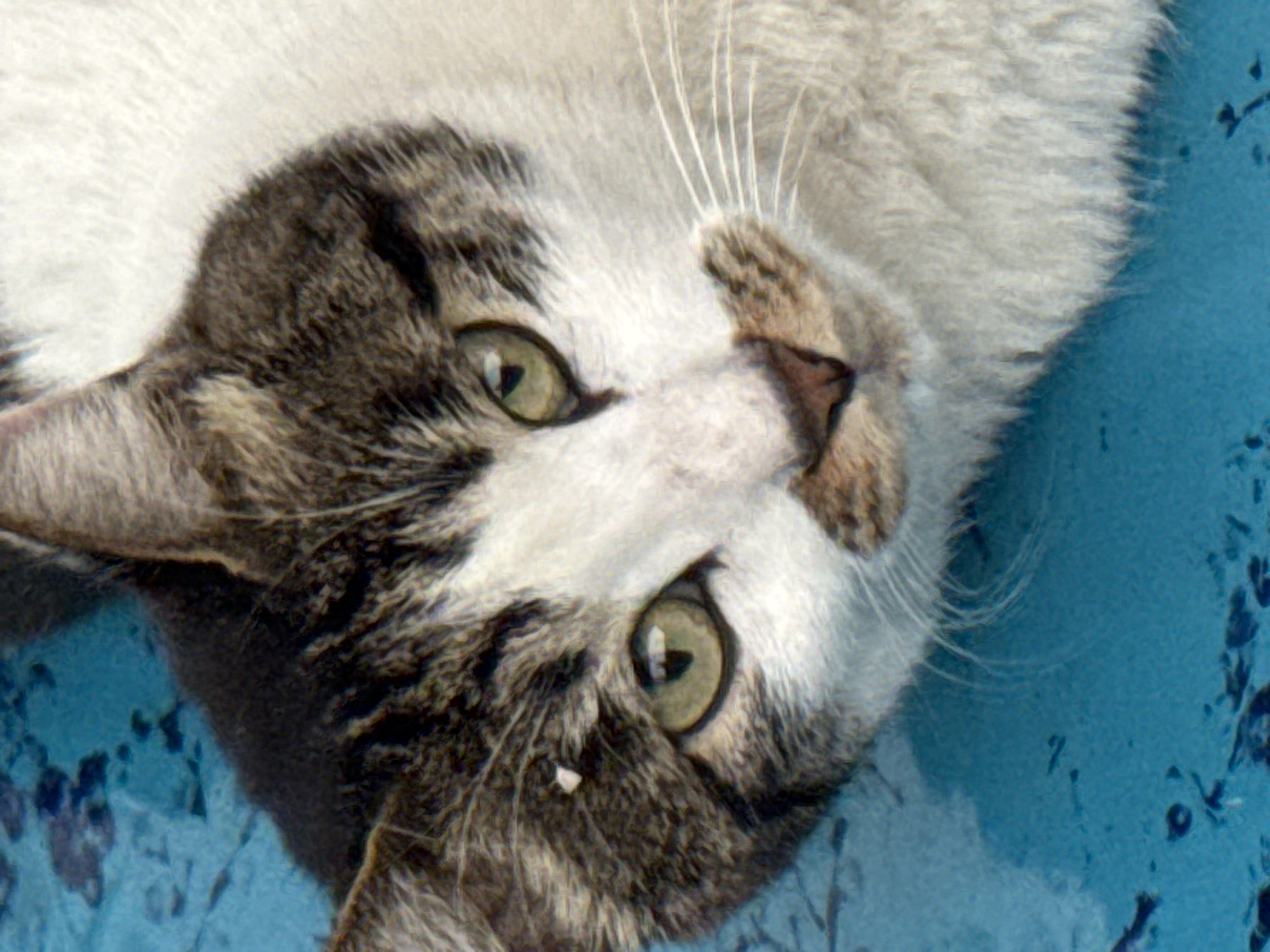 A close-up photograph shows a tabby cat's face against a blue, slightly patterned background. The cat is positioned with its head tilted, revealing its green eyes and a mix of brown/grey and white fur. The details of the cat's whiskers are visible, and the background shows some slight variations in the blue texture. There is no evidence to suggest the location of the image to be Zhuoshui, China.