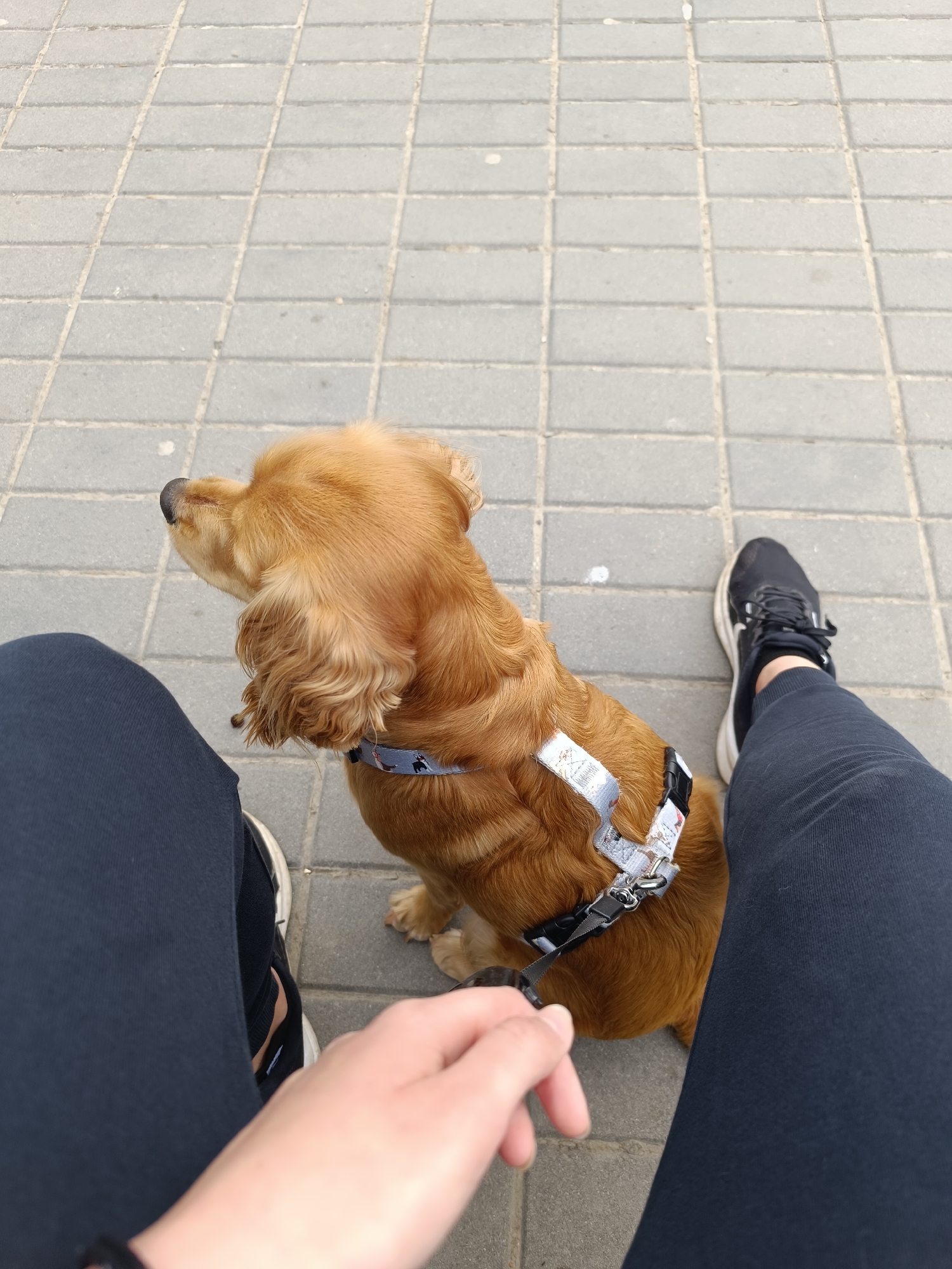 The image provides a top-down view of a person and their dog resting outdoors on a paved surface in Pleven, Bulgaria.
The primary subject is a medium-sized dog with light brown or ginger fur, possibly a Cocker Spaniel, seated calmly on the grey paver blocks. The dog faces towards the left side of the frame, with its head slightly raised, appearing attentive to something off-camera. It is wearing a grey and white patterned harness with black buckles.
In the foreground, the lower half of a person is visible. They are wearing dark blue or black pants and black sneakers with white soles. Their right hand is seen holding a black leash, which is attached to the dog's harness. The person appears to be sitting or crouching next to the dog, suggesting a pause during a walk or an outing.
The setting is an outdoor pedestrian area, characterized by uniform light grey rectangular paving stones that cover the ground. The lighting is natural and bright, indicating daytime, with no strong shadows, which could suggest an overcast sky or a time of day with indirect sunlight. There are no visible landmarks or specific features that further identify the location within Pleven, beyond the typical urban paving. No legible text is visible on the dog's harness or other items. The scene conveys a quiet, observational moment shared between the owner and their pet.