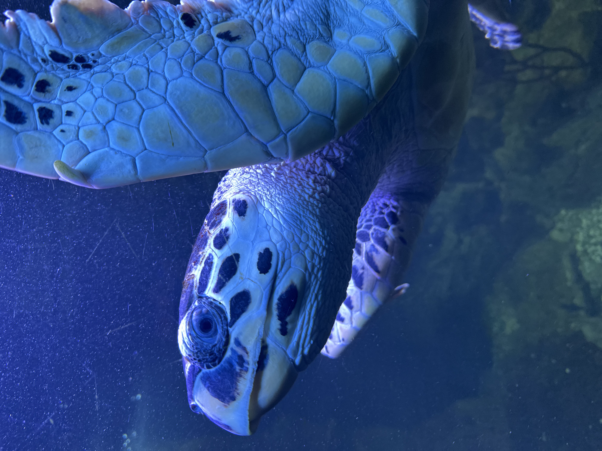 The image presents a close-up, underwater view of a sea turtle, likely taken in an aquarium setting in Sochi, Russia. The dominant colors are deep blues and greens, indicative of an aquatic environment with artificial or filtered light.
The turtle is positioned vertically, with its head facing the viewer in the lower-left portion of the frame, and a significant part of its shell extending upwards and across the top. Its large, round eye, with a dark pupil, appears alert and is directed towards the camera. The turtle's head and visible front flipper are covered in intricate scales, displaying a mottled pattern of darker blue-purple and lighter, yellowish-blue hues. Its sharp, beak-like mouth is also clearly discernible.
The shell, visible at the top and side, features a detailed arrangement of hexagonal and irregular scutes, varying from light green-yellow to different shades of blue, with darker markings interspersed. The water around the turtle contains numerous tiny particles, possibly dust, plankton, or air bubbles, which are illuminated by the ambient blue light, creating a dynamic texture. In the background, subtle, darker shapes suggest underwater rocks or vegetation. There is no visible text in the image.