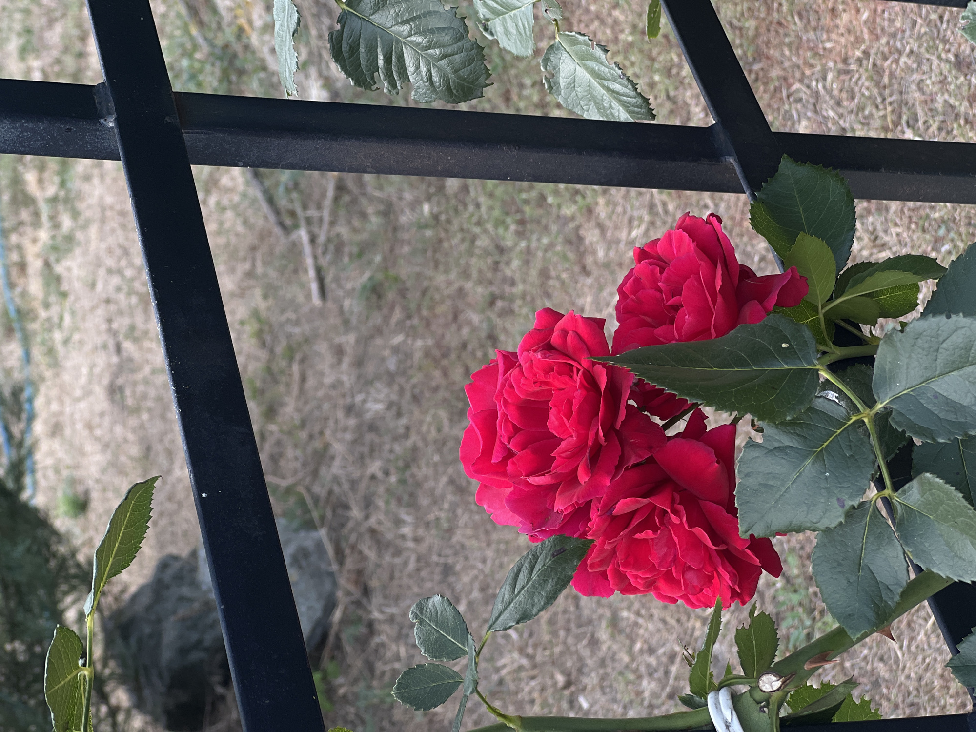 A close-up, eye-level outdoor shot features a cluster of three vibrant red roses with layered petals, partially obscured by dark green leaves. The roses are positioned to the left of a black metal fence, which is composed of horizontal and vertical bars. The background consists of dry, light brown ground cover with some scattered twigs, and a blurred gray rock. The lighting appears to be natural daylight. The scene suggests a garden or yard setting.