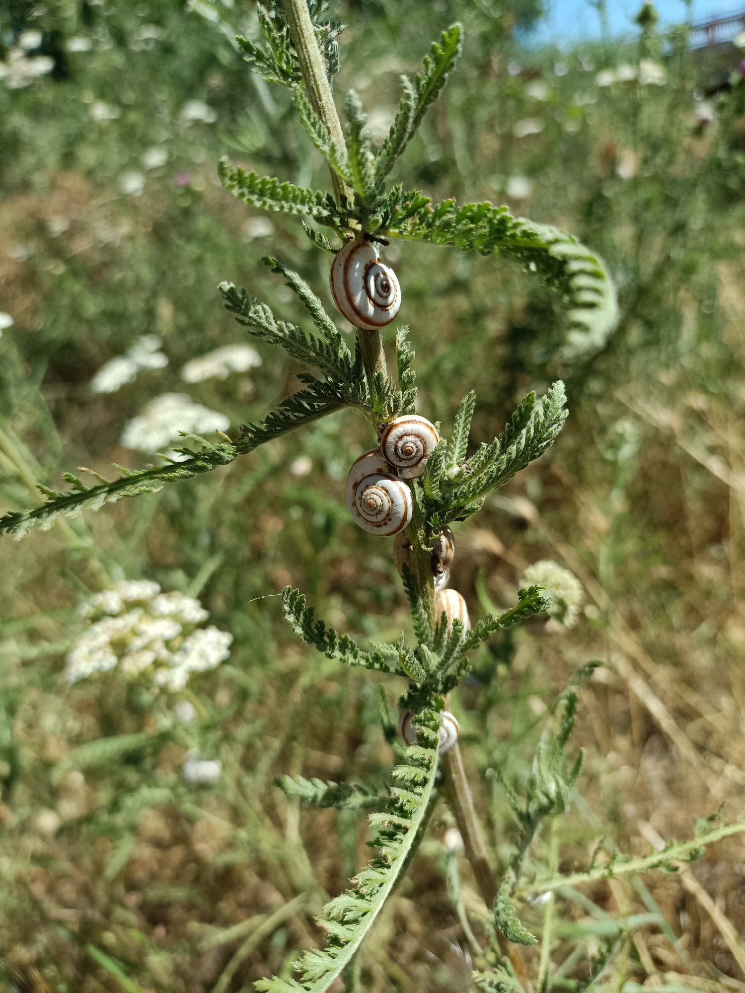 A close-up, vertical shot captures a branch of a leafy green plant adorned with several small snails. The snails, with their distinct spiral shells, are clustered around the upper portion of the branch. Their shells are a light color with brown bands. The branch itself is thin and textured, with feathery leaves extending outwards. The background is softly blurred, suggesting an outdoor environment with dappled sunlight. Hints of white flowers are visible in the mid-ground, and the further background shows more green foliage and dried grasses under a bright sky. This scene is typical of natural vegetation found in areas like the outskirts of Bataysk, Russia, where such plant life thrives. There are no people or animals other than the snails depicted.