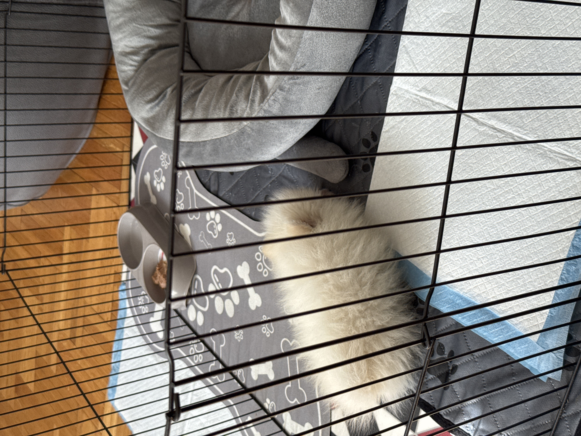 A top-down view through a dark metal cage shows a fluffy, white animal lying on a gray dog bed patterned with white paw prints and bones. The bed rests on a white and blue disposable pad. To the left is a light gray, cylindrical container with food pellets. Adjacent to the bed is a gray, pillow-like structure. The cage sits on a wooden floor with horizontal grain. The location is not discernible from the image.