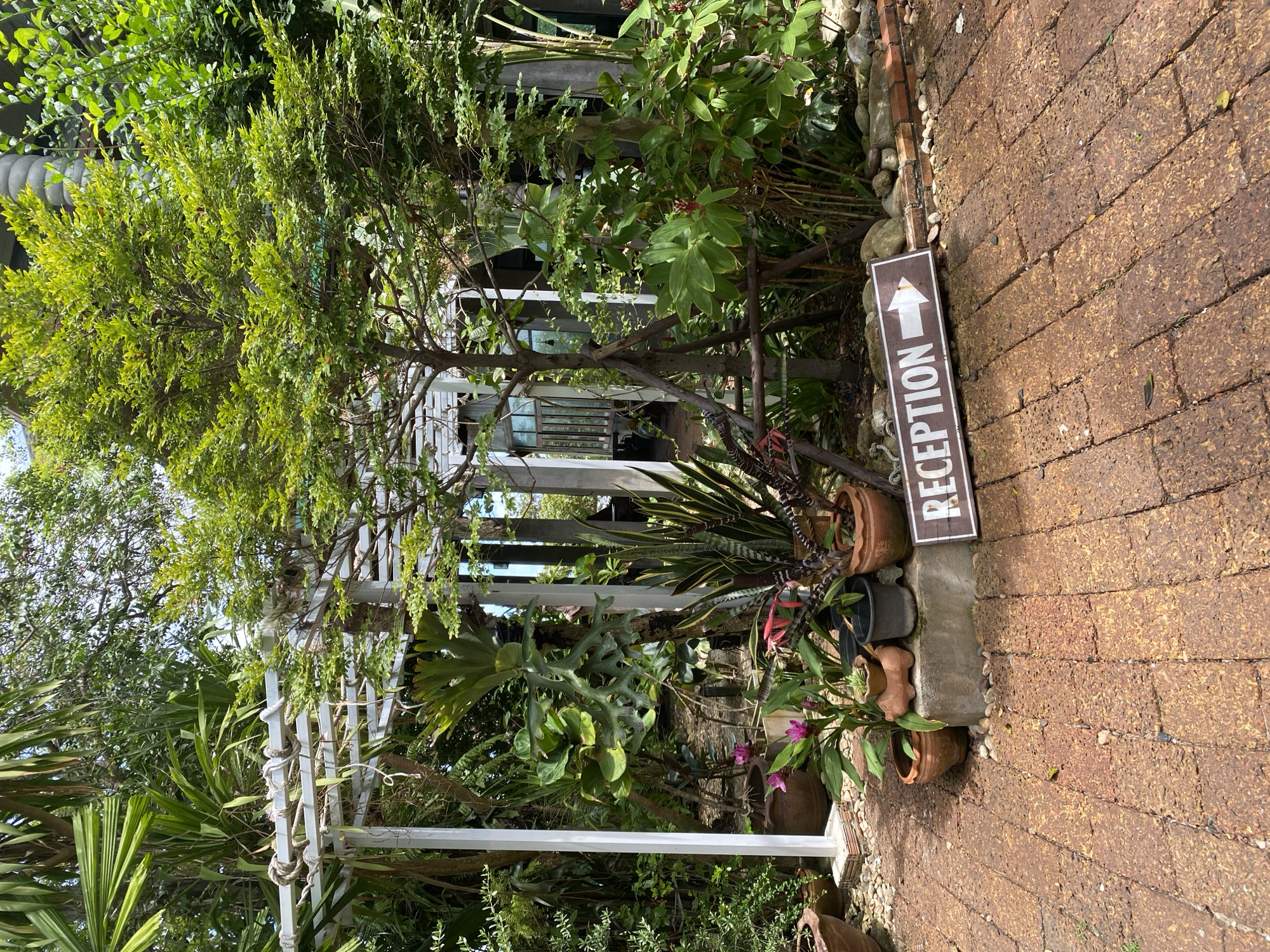 The image shows a pathway made of reddish-brown brick pavers leading into a lush green garden area. The garden features a white metal arbor structure covered with rope, various potted plants, including a large staghorn fern, and other tropical foliage. A sign with the word "RECEPTION" and a white arrow pointing to the right is placed on the pavers near the garden entrance. The background reveals more greenery and a hint of building structures. The scene appears to be an outdoor reception area or entrance to a tropical establishment, likely in a humid climate given the dense vegetation.