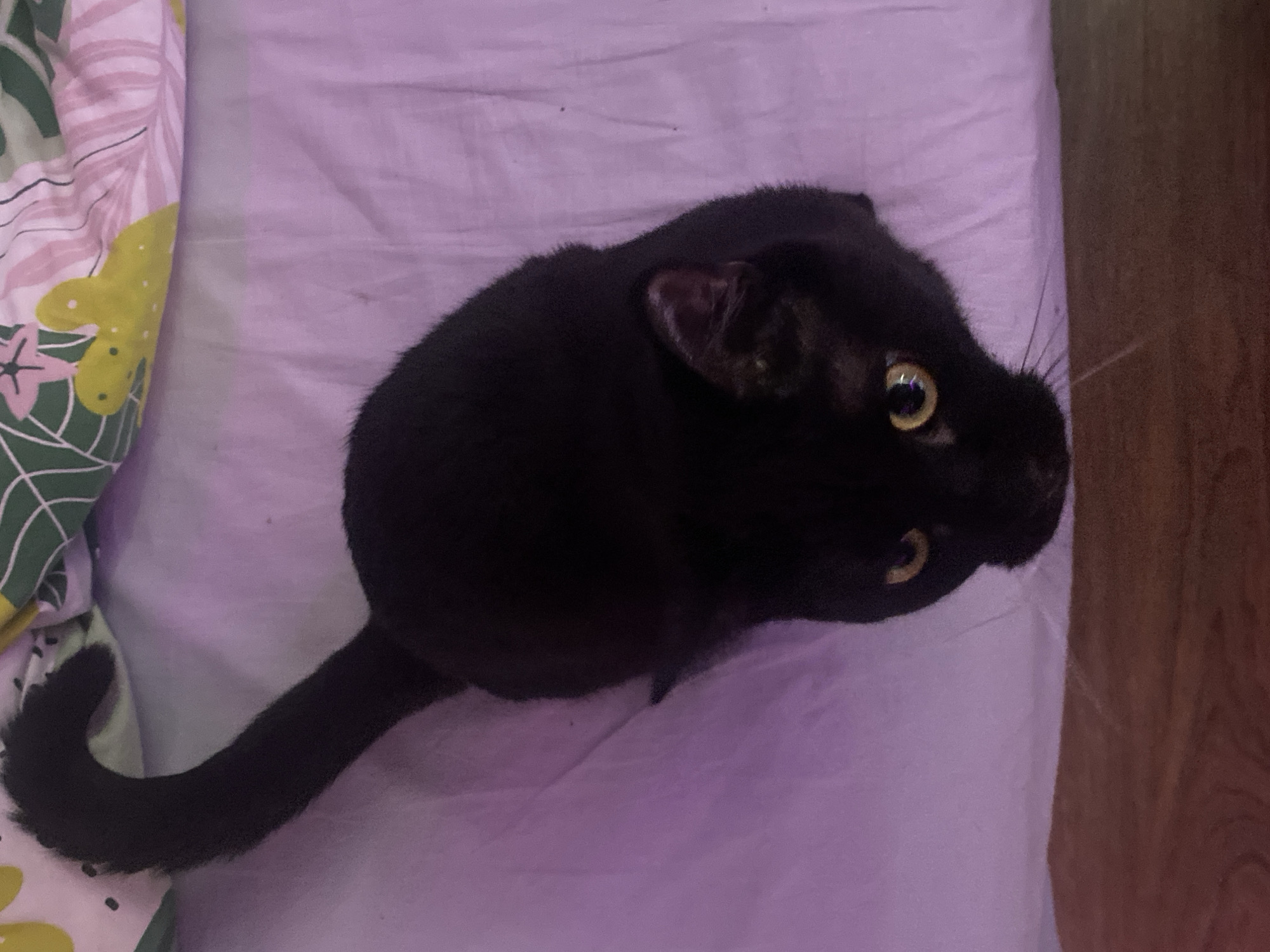 A black cat is sitting on a bed with a purple sheet and a floral-patterned pillow. The cat is facing to the right of the frame, with its tail curled around to the left. The cat has yellow eyes. The background includes a wooden surface. The location is not discernible from the image. There is no indication of this photo being taken in Izhevsk, Russia.
