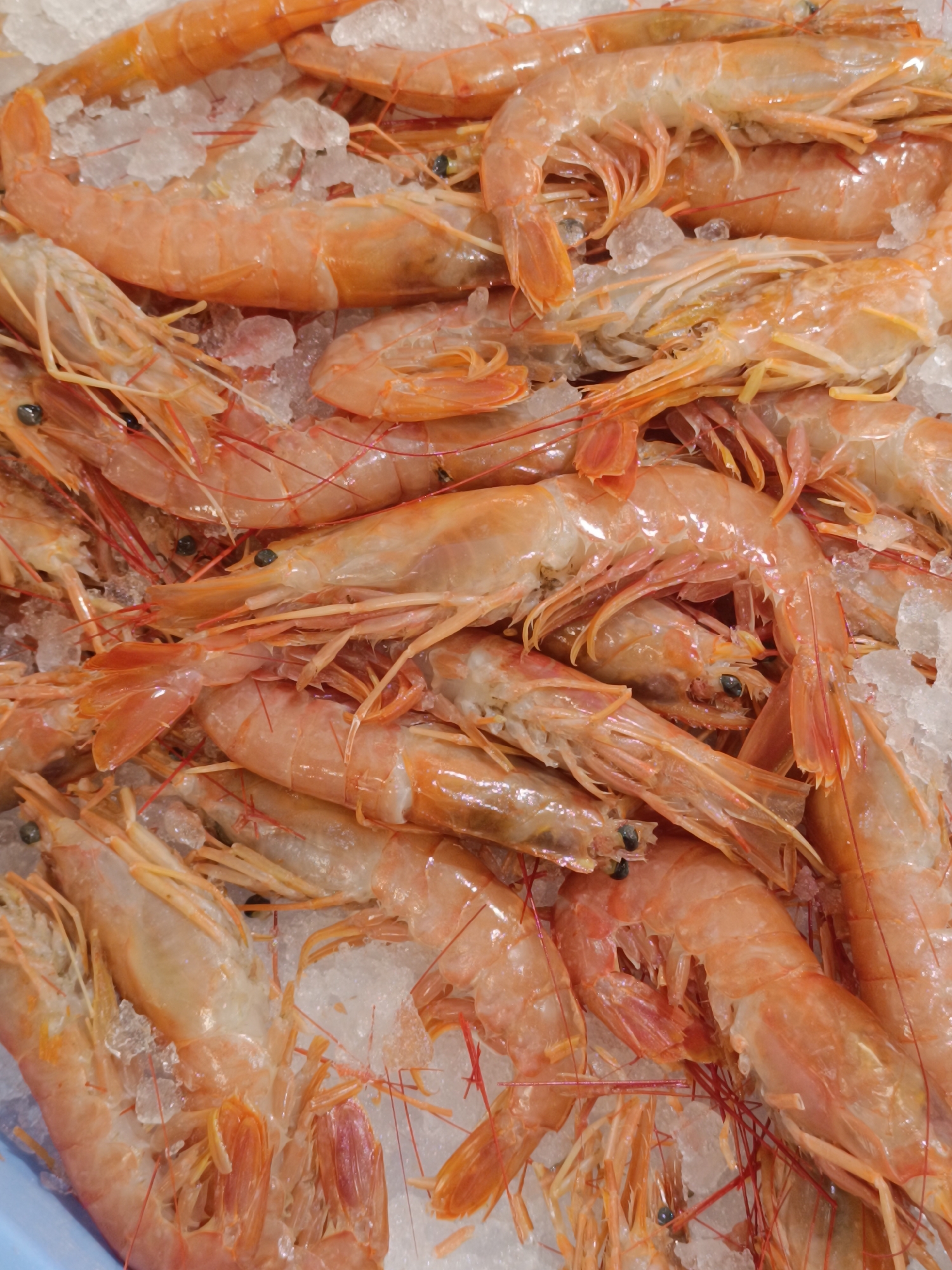 The image is a close-up, overhead shot of a large pile of fresh, raw shrimp on a bed of crushed ice. The shrimp are a vibrant orange-pink color and vary in size. Their antennae and legs are delicate and wispy, adding to their fresh appearance. The crushed ice is clear and reflects the light, creating a glistening effect that highlights the texture of the shrimp. The shrimp are arranged haphazardly, with some overlapping others, suggesting they are in a display or market setting. The image is well-lit, with natural light illuminating the scene. The depth of field is shallow, with the focus primarily on the shrimp in the foreground, while the background is slightly blurred. The overall impression is one of freshness and abundance.