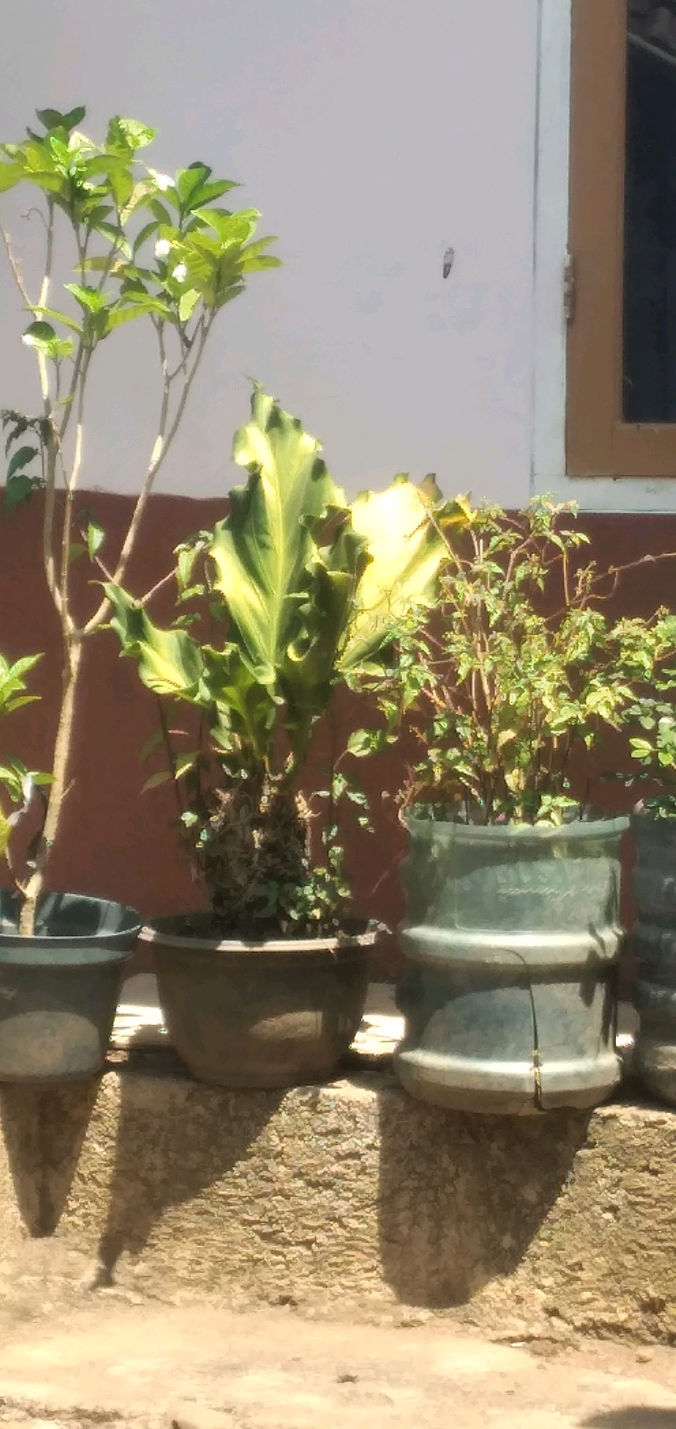 In Rahong, Indonesia, a close-up shot captures a series of potted plants arranged on a stone ledge. On the left, a tall plant with thin branches and green leaves grows in a dark grey pot. To its right, a broad-leafed plant with variegated green and yellow foliage is housed in a rounded brown pot. Next to this, a smaller, bushier green plant with thin stems and leaves fills a tall, green pot that appears to be made of segmented sections. The background consists of a textured brown wall and a white wall with a portion of a wooden-framed window. The lighting suggests it is daytime, casting distinct shadows on the stone ledge below. No people are visible in the frame.