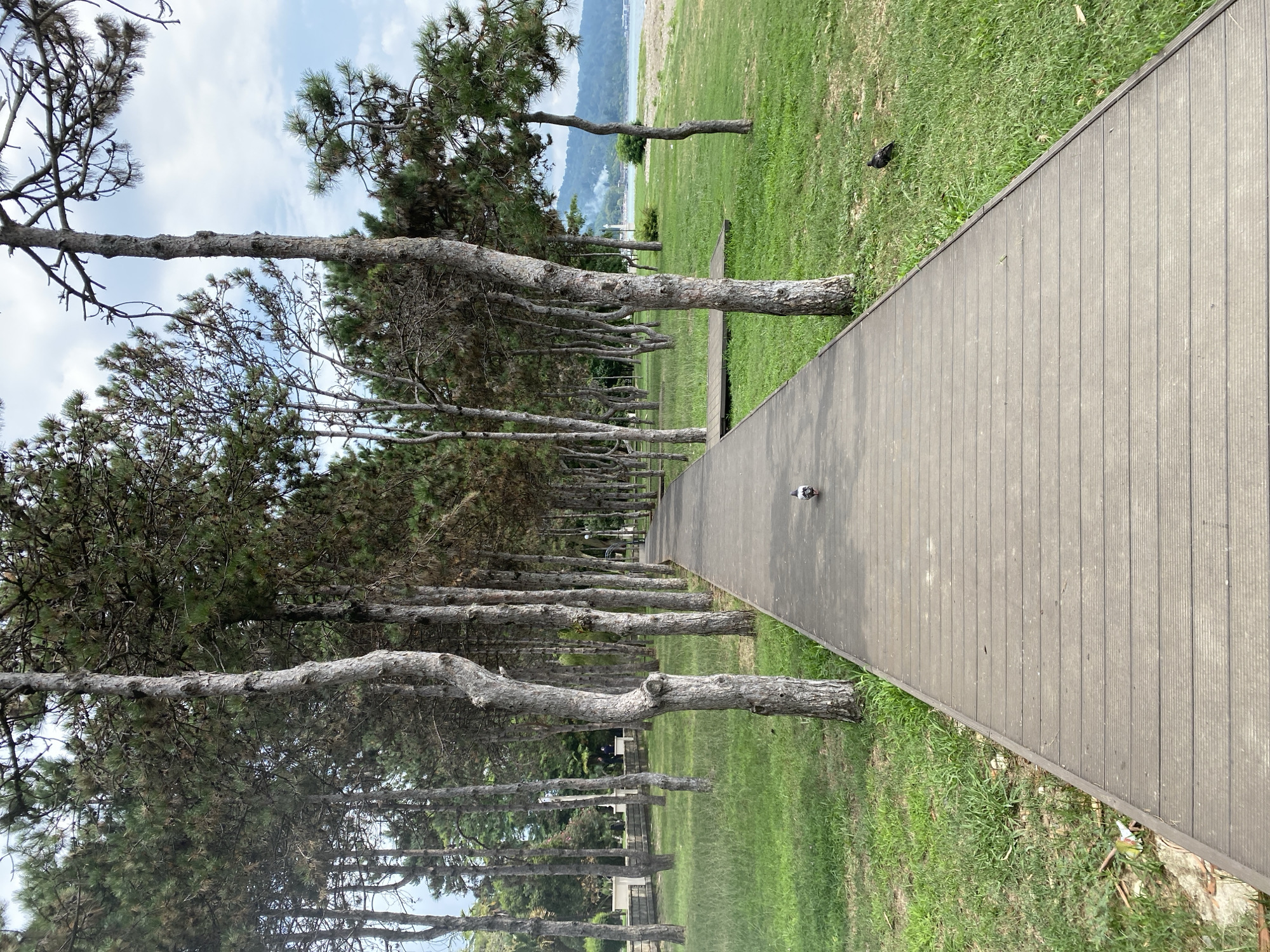 A wooden boardwalk stretches into the distance, flanked by a row of tall, slender pine trees on the left and a grassy area leading to a beach on the right. Two pigeons are visible on the boardwalk. In the background, the sea meets a distant, hazy shoreline with hills under a cloudy sky. The scene appears to be in Sokhumi, Abkhazia, possibly a park or promenade along the coast.